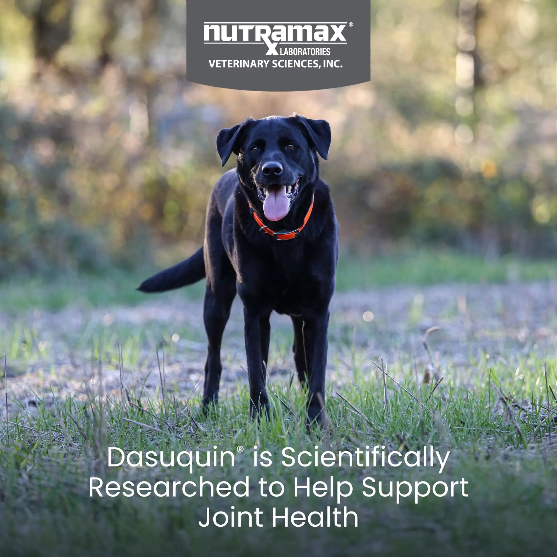 Nutramax Dasuquin for Large Dogs, Joint Health Supplement, Contains Glucosamine for Dogs, Plus Chondroitin, ASU and More, Supports Healthy Joints, Soft Chews, 150 Count Nutramax Laboratories uk supplements