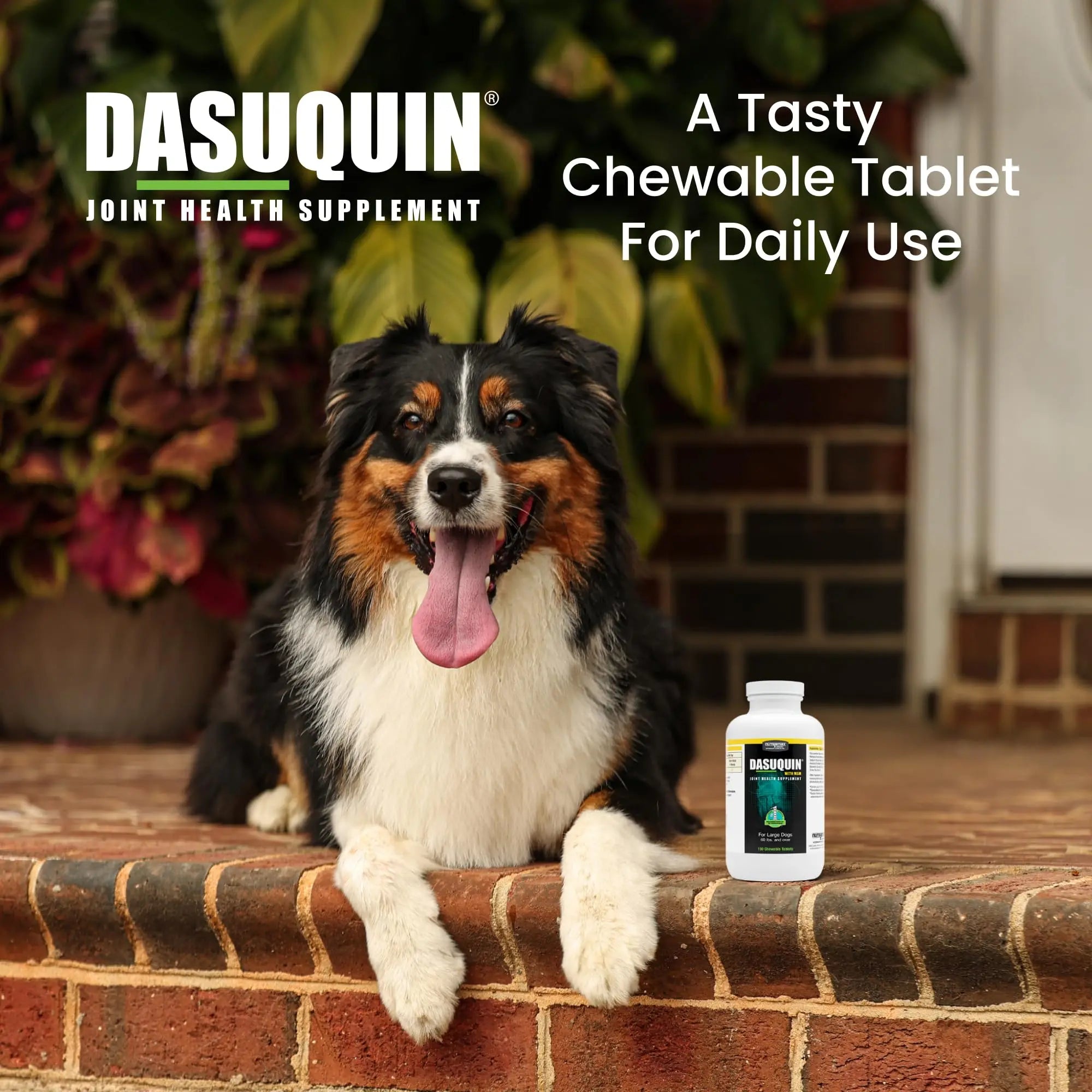 Nutramax Dasuquin for Large Dogs, Joint Health Supplement, Contains Glucosamine for Dogs, Plus Chondroitin, ASU, MSM and More, Supports Healthy Joints, Chewable Tablets, 150 Count Nutramax Laboratories uk supplements
