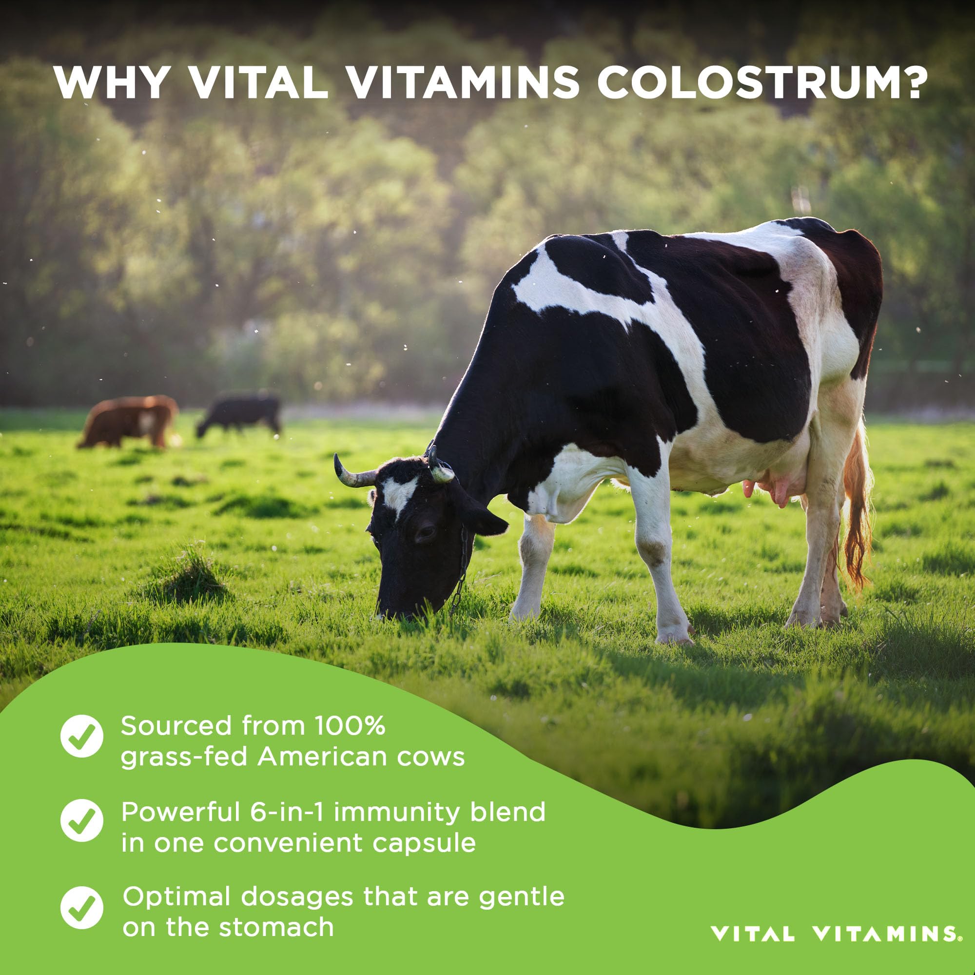 Vital Vitamins Colostrum Supplement - Vitamin C, Zinc, & Selenium - from First Milking - Standardized to Contain 10% IgG Immunoglobulins - Grass-Fed American Cows - 60 Capsules Vital Vitamins uk supplements