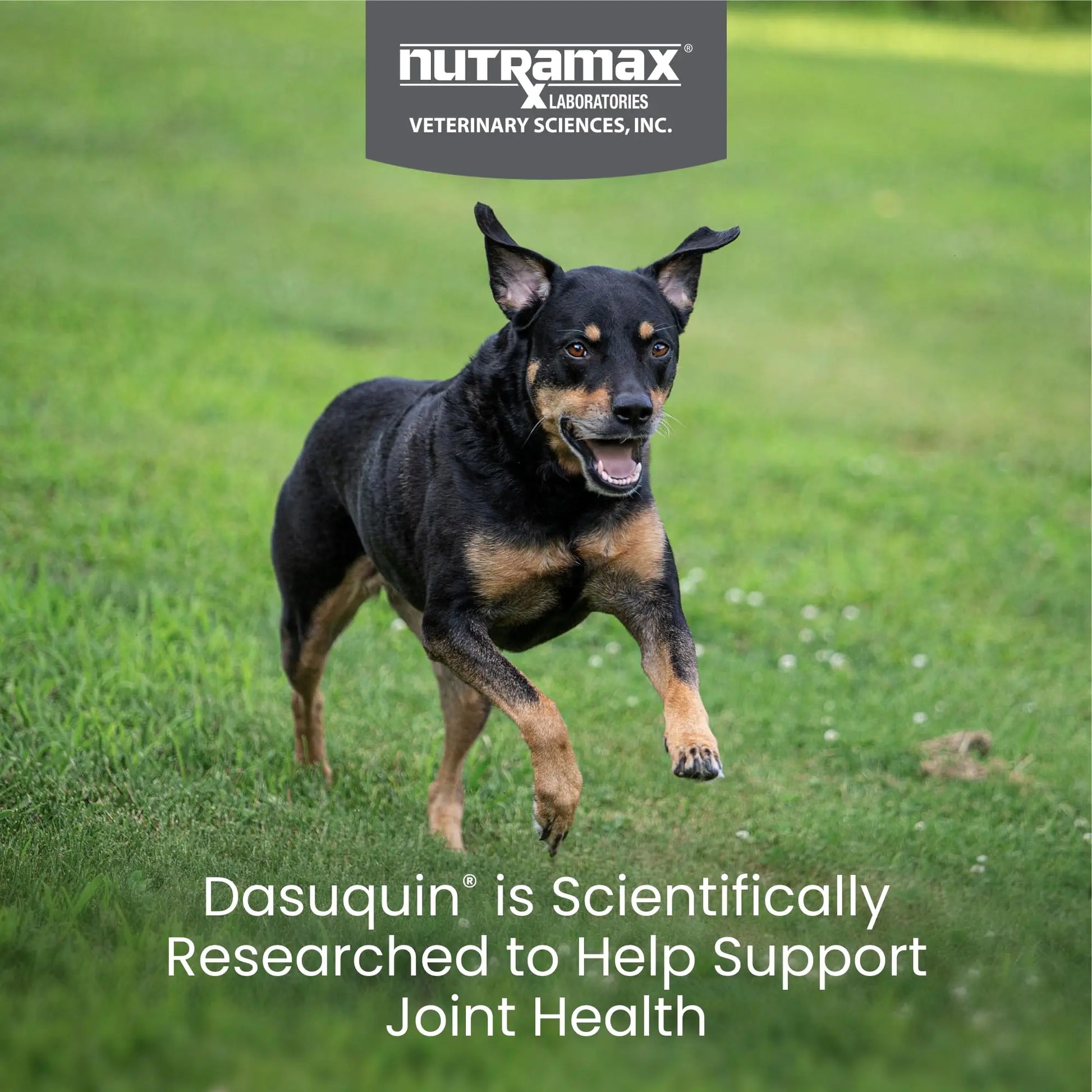 Nutramax Dasuquin for Small to Medium Dogs, Joint Health Supplement, Contains Glucosamine for Dogs, Plus Chondroitin, ASU and More, Supports Healthy Joints, Chewable Tablets, 150 Count Nutramax Laboratories uk supplements