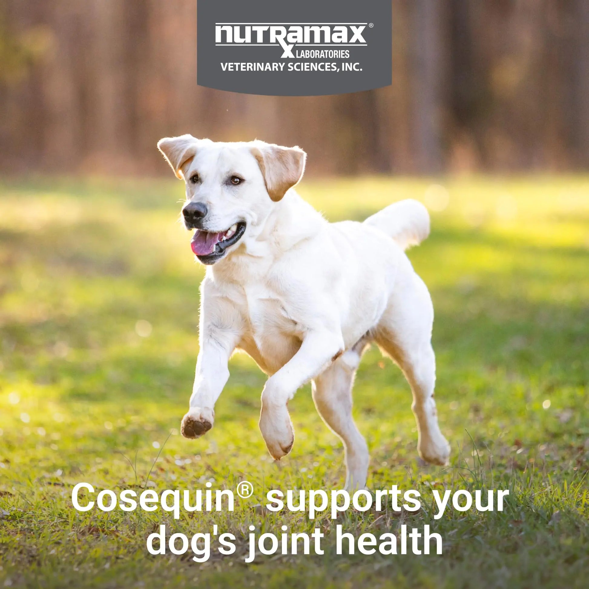 Nutramax Cosequin for Dogs Joint Health Supplement, Contains Glucosamine for Dogs, Plus Chondroitin, MSM and HA, Supports Healthy Joints, Chewable Tablets, 75 Count Nutramax Laboratories uk supplements