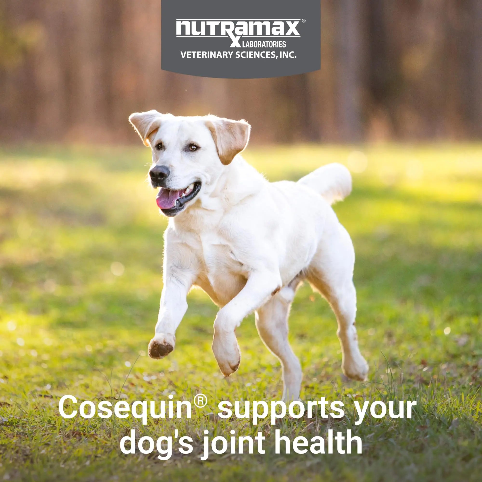 Nutramax Cosequin for Dogs Joint Health Supplement, Contains Glucosamine for Dogs, Plus Chondroitin, MSM and HA, Supports Healthy Joints, Chewable Tablets, 75 Count Nutramax Laboratories uk supplements