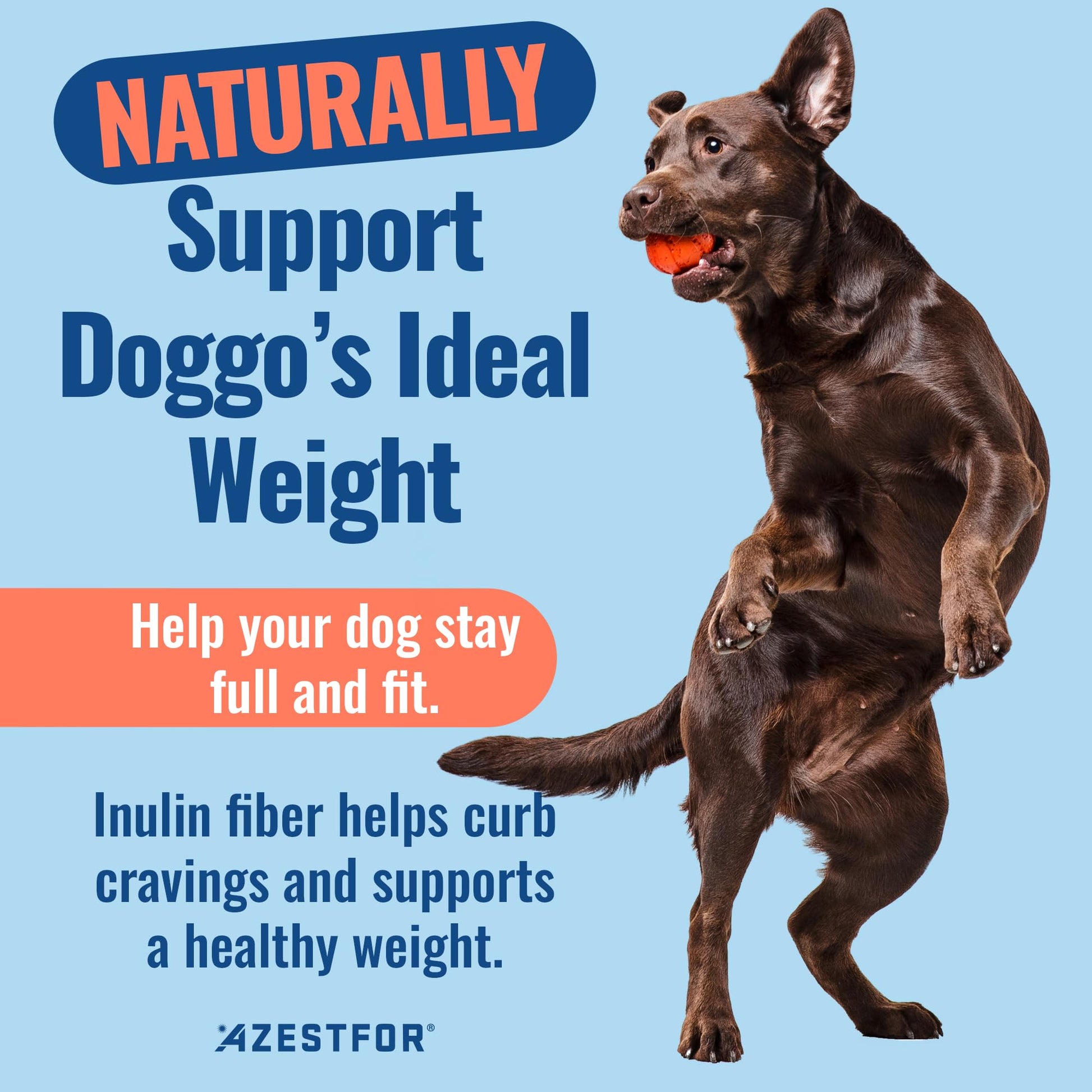 Azestfor Gut Health Supplement for Dogs – 3 in 1 Probiotic, Prebiotic & Postbiotic Blend – Supports Digestion, Immunity & Skin – Easy-to-Use Powder – for All Breeds & Sizes – 60g (30 Servings) Azestfor uk supplements