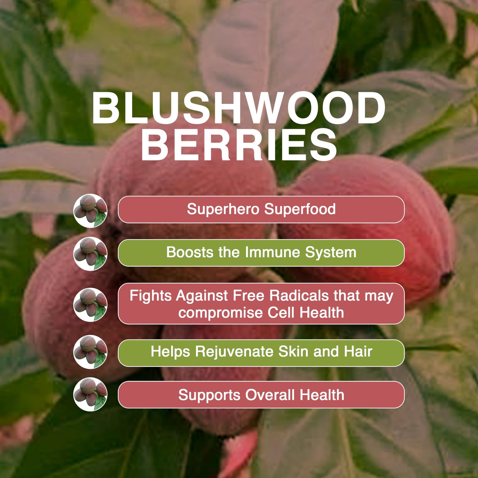 Aussie Pure Blushwood Berry Superfruit Daily Cell Defense - Soursop - Kakadu Plum - Pomegranate - Blueberry - Immune and Cell Support Powder - All Ages - Lab Tested and Authenticated - 180g/6.4oz Aussie Pure uk supplements