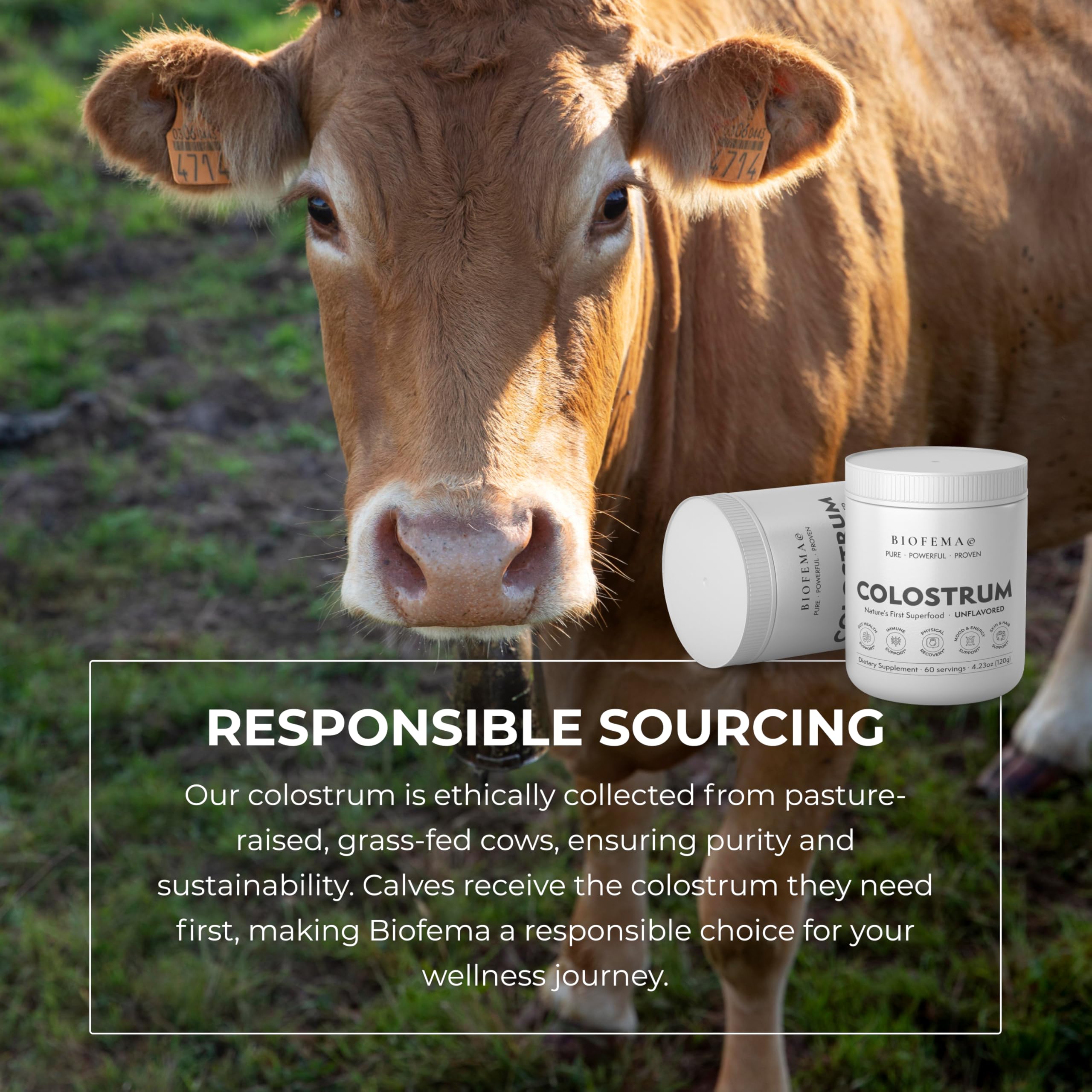 BIOFEMA Bovine Colostrum Supplement - Natures Superfood – First Milk Powder Magic for Gut Health, Immune Support, Physical Recovery, Skin, Hair & Nail Health BIOFEMA uk supplements