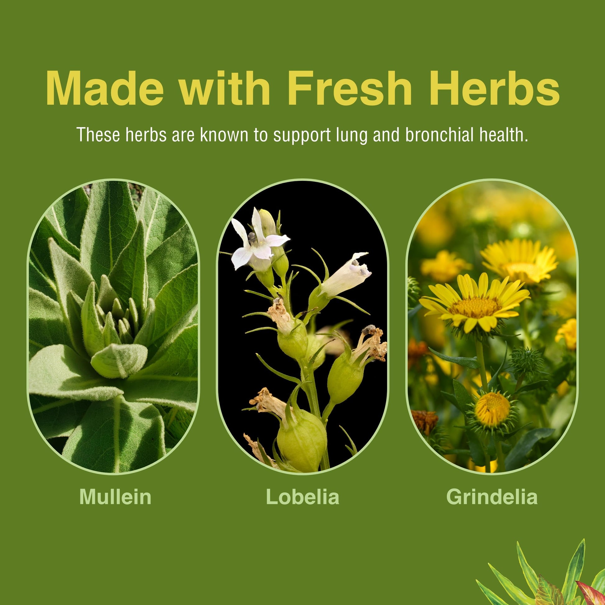 Herbs Etc. Lung Tonic - Lung Supplement for Bronchial Support - Healthy Breathing Support with Mullein, Horehound & Grindelia - 120 Softgels Herbs Etc. uk supplements