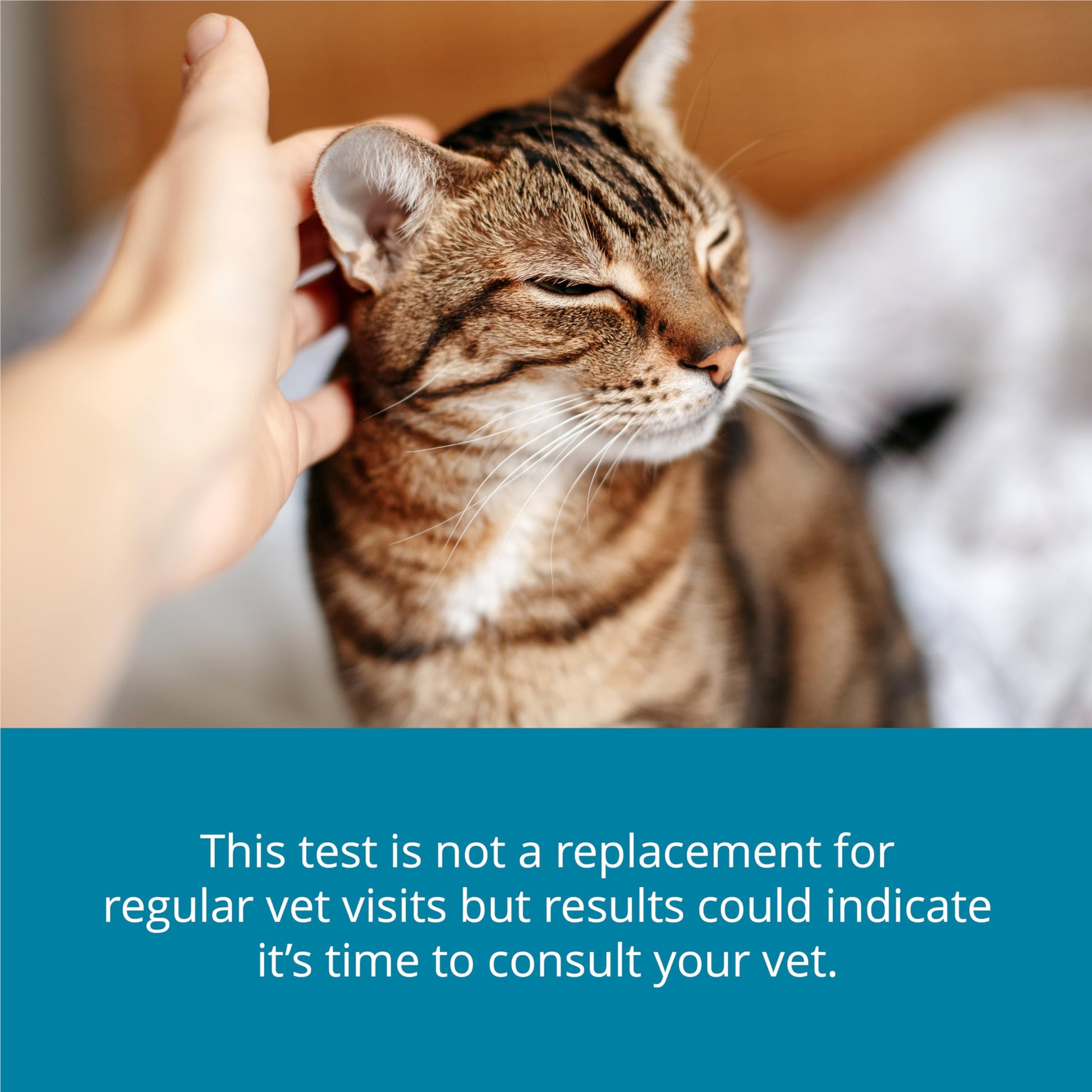 Petivity At-Home Kidney Health Test Kit for Cats — Quick Saliva Urea Test (2-Minute Home Check), Powered by Purina — Help Detect Early Kidney Changes - (Pack of 3) petivity uk supplements