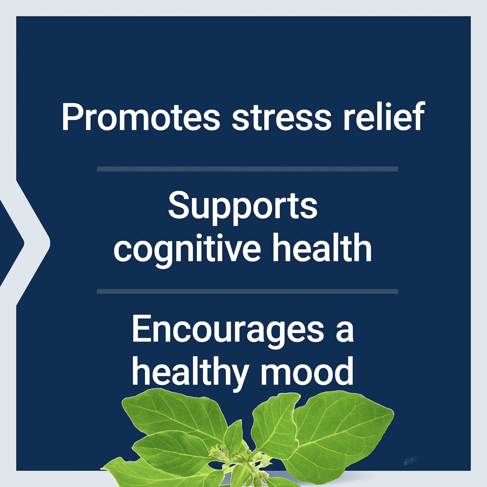 Life Extension Two-Per-Day 120 Tablet Multi-Vitamin & 60 Capsule Optimized Ashwagandha Stress Relief Supplement Bundle Life Extension uk supplements