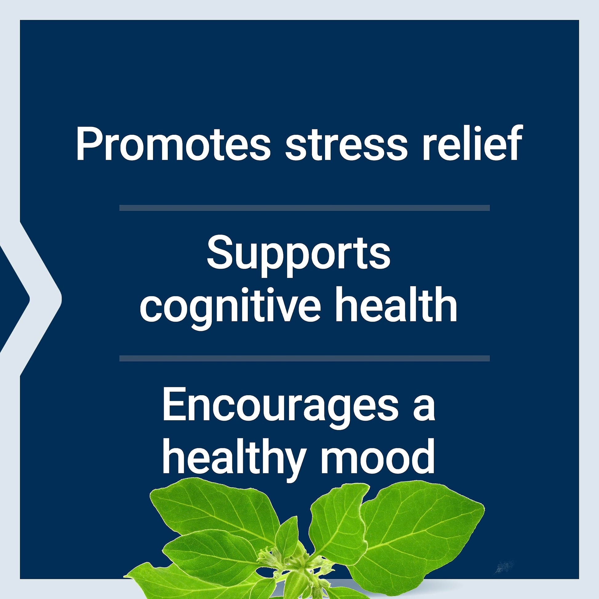 Life Extension Optimized Ashwagandha - Stress Management Supplement for a Healthy Stress Response, Focus, Memory, Stress Relief - Vegetarian, Gluten-Free, Non-GMO, 60 Capsules Life Extension uk supplements