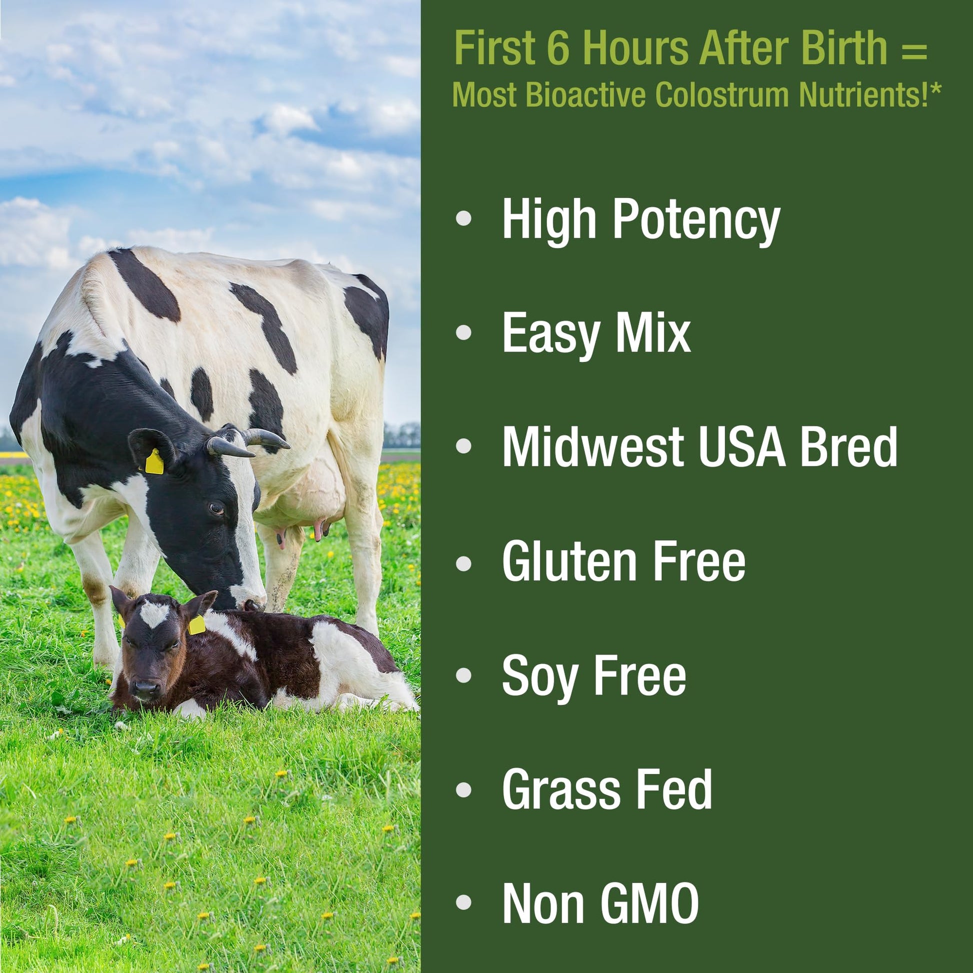 First Milking Colostrum Powder from Grass Fed USA Cows Milked Within 6 Hours of Giving Birth to Get the Most Bioactive Nutrients. High Immunoglobulin Non-GMO Bovine Colostrum Supplement for Humans Peak Performance uk supplements