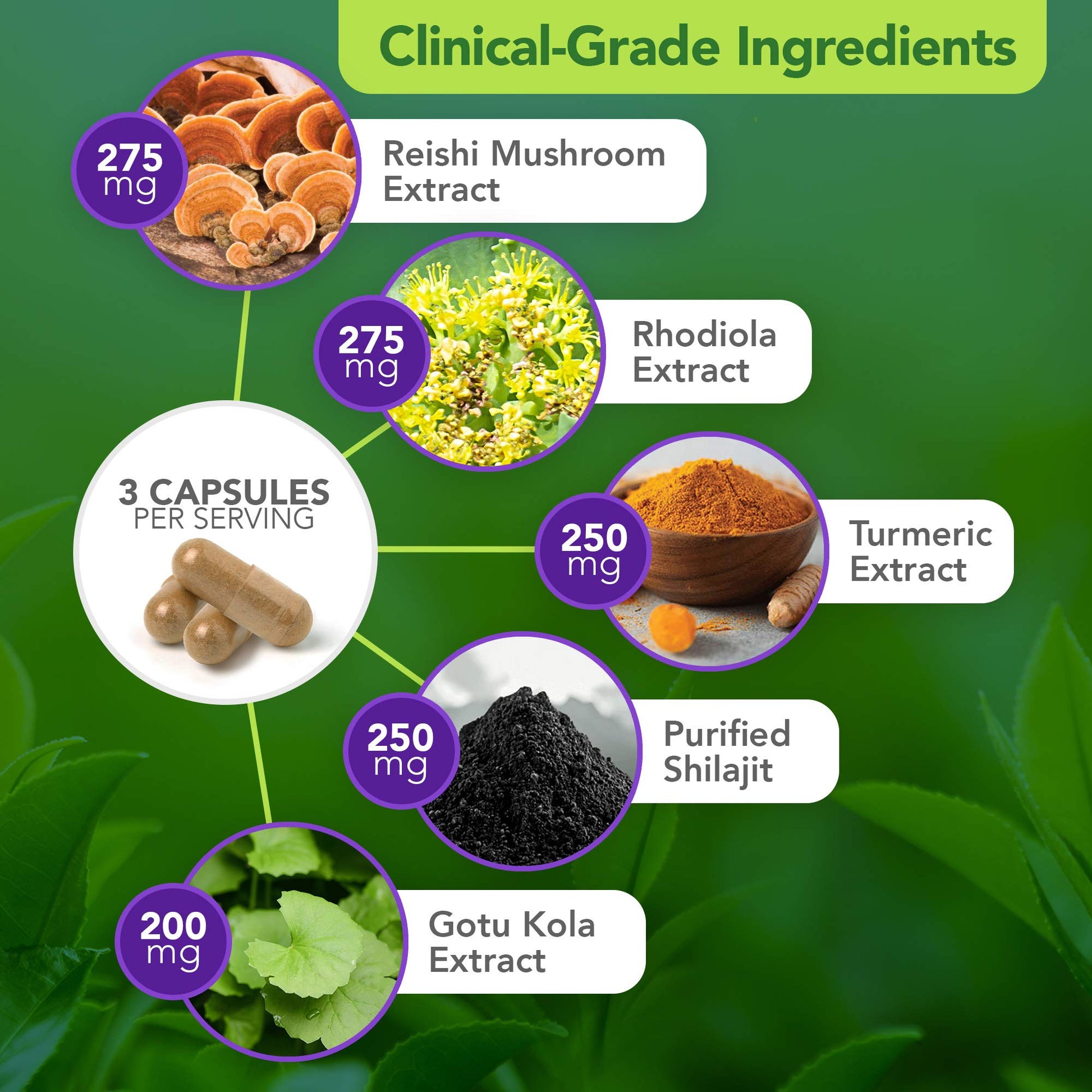 Vital Plan Daily Herbal Supplement by Dr. Bill Rawls – Herbal Immunity Booster for Immune Support, Microbiome Balance & Cell Health — Reishi Mushroom, Turmeric & Rhodiola Vital Plan uk supplements