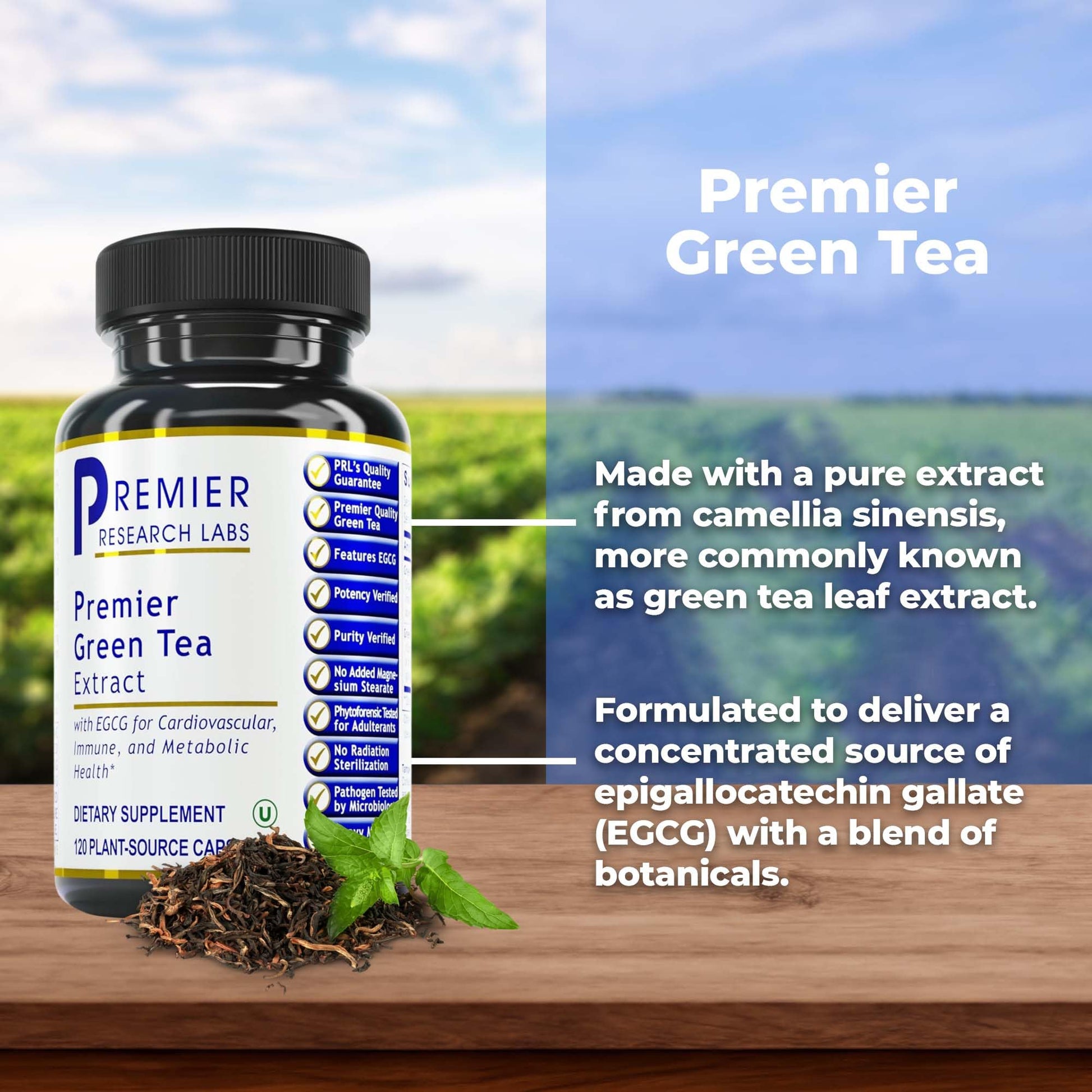 Premier Research Labs Premier Green Tea Extract - Green Tea Capsules, Green Tea Extract Pills, Green Tea Supplement with ECGC, Camellia Sinensis, Pure, Vegan Friendly - 120 Vegetarian Capsules Premier Research Labs uk supplements