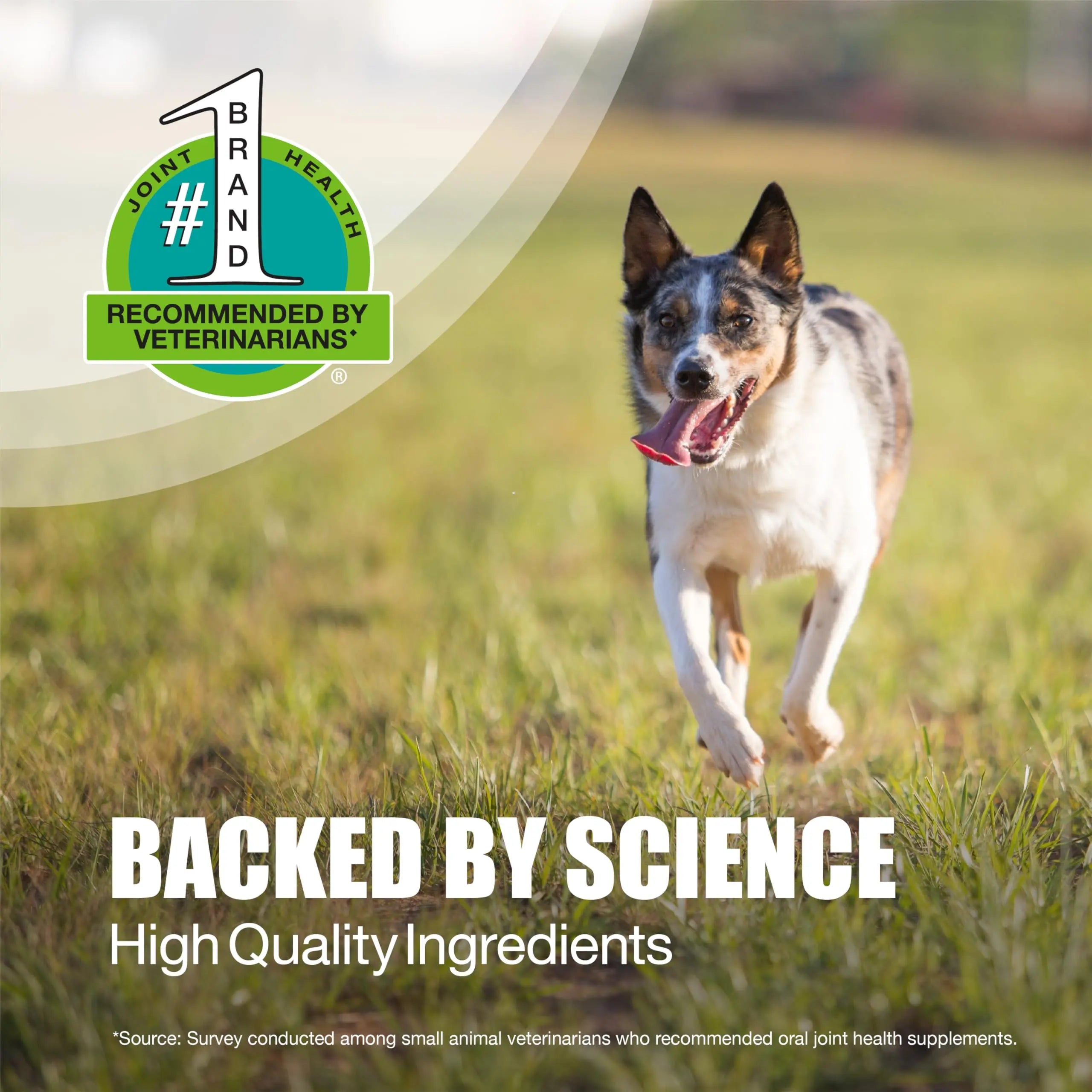 Nutramax Dasuquin for Small to Medium Dogs, Joint Health Supplement, Contains Glucosamine for Dogs, Plus Chondroitin, ASU, MSM and More, Supports Healthy Joints, Chewable Tablets, 84 Count Nutramax Laboratories uk supplements