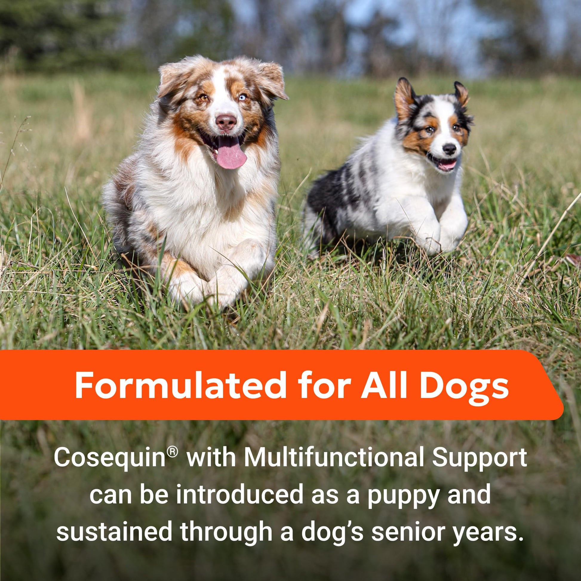 Nutramax Cosequin Joint Health Supplement with Multifunctional Support for Dogs, Soft Chews with Glucosamine, Chondroitin, Omega-3s, and Postbiotics, 90 Count Nutramax Laboratories uk supplements