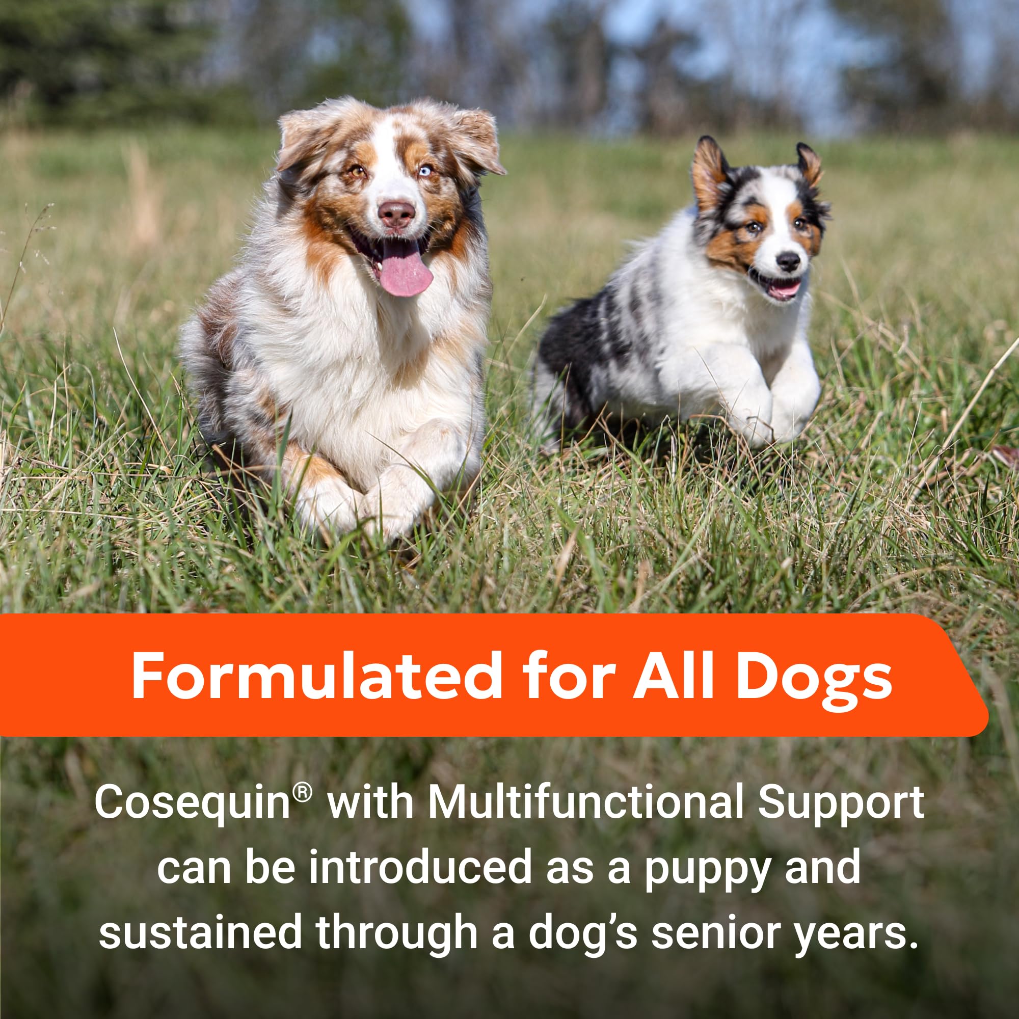 Nutramax Cosequin Joint Health Supplement with Multifunctional Support for Dogs, Soft Chews with Glucosamine, Chondroitin, Omega-3s, and Postbiotics, 90 Count Nutramax Laboratories uk supplements
