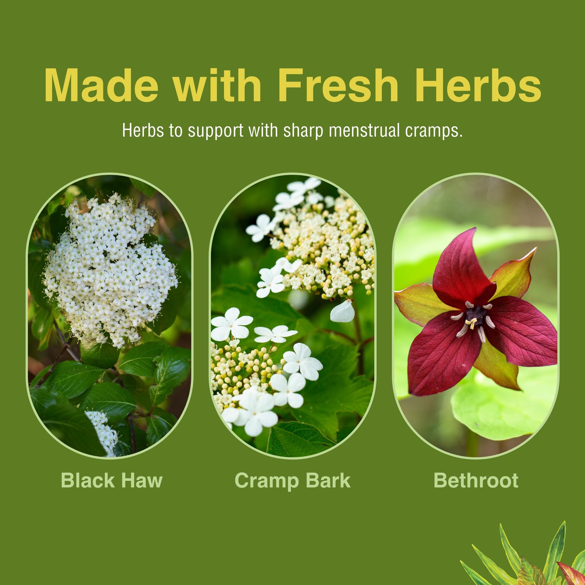 Herbs Etc. Cramp ReLeaf (Menstrual) - Abdominal Muscle Support - Herbal Supplement to Aid Menstrual Health - Period Cramp Support with Black Haw, Cramp Bark and Bethroot - 60 Softgels (60 Servings) Herbs Etc. uk supplements