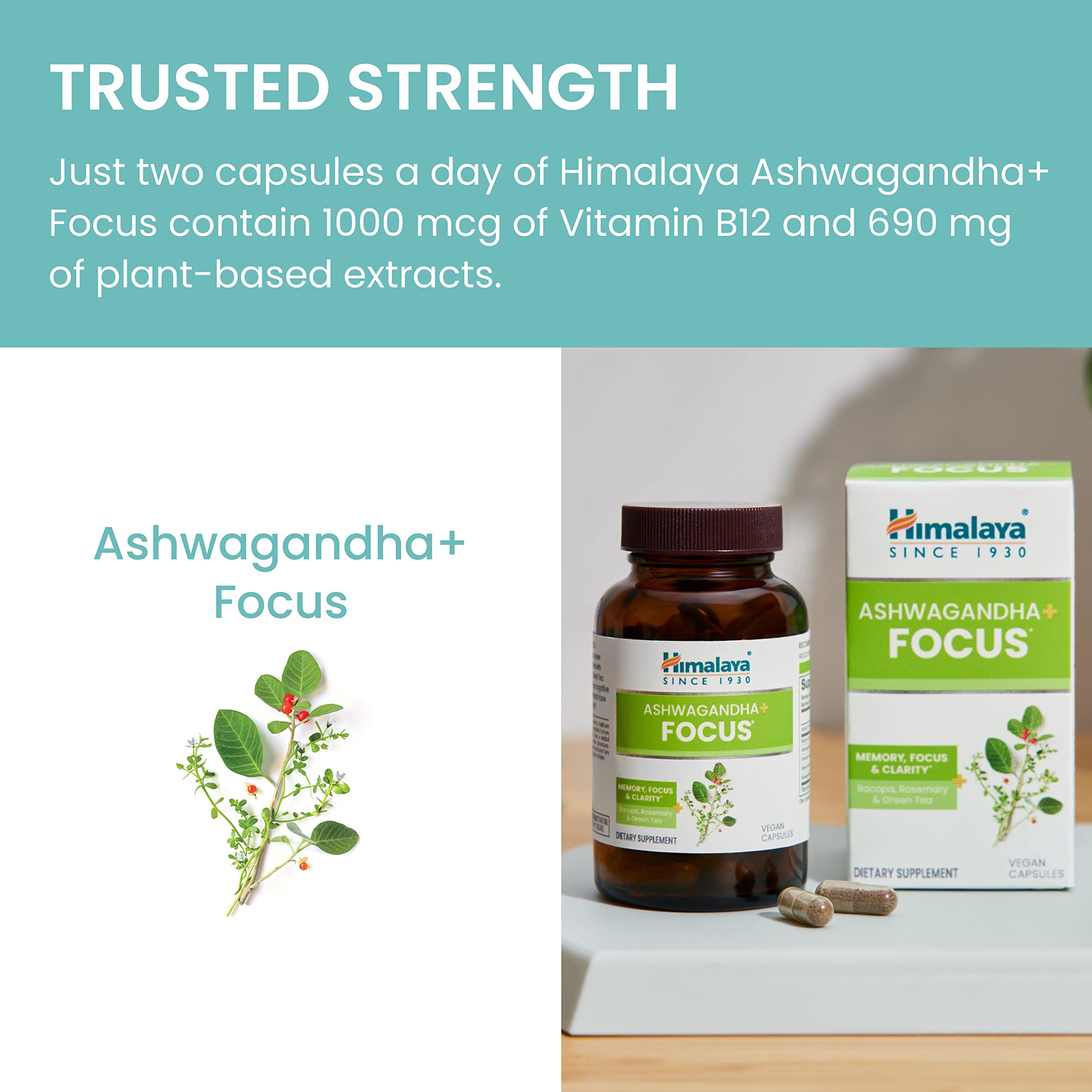 Himalaya Ashwagandha+ Focus - Herbal Focus Supplement with B12, Rosemary, Green Tea, and Bacopa Nootropics for Memory and Clarity - Vegan, Non-GMO, Gluten Free, 1690 mg, 60 Caplets Himalaya uk supplements
