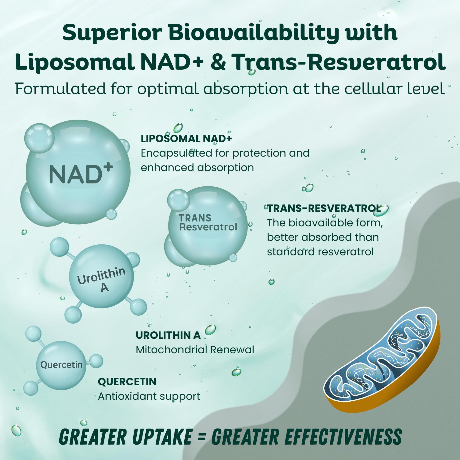 LebenKraft NAD Supplement Pure Organic | NMN Supplement Alternative | Boost Energy & Cellular Health | Urolithin A, Resveratrol, Quercetin for Antioxidant Power | for Women and Men LebenKraft uk supplements