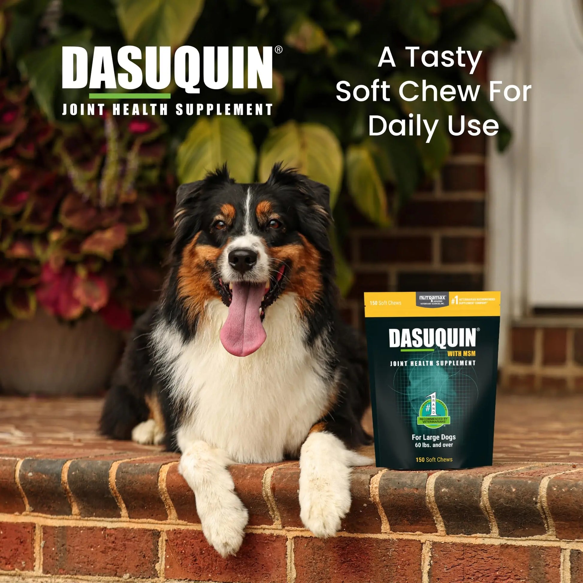Nutramax Dasuquin for Large Dogs, Joint Health Supplement, Contains Glucosamine for Dogs, Plus Chondroitin, ASU, MSM and More, Supports Healthy Joints, Soft Chews, 150 Count Nutramax Laboratories uk supplements