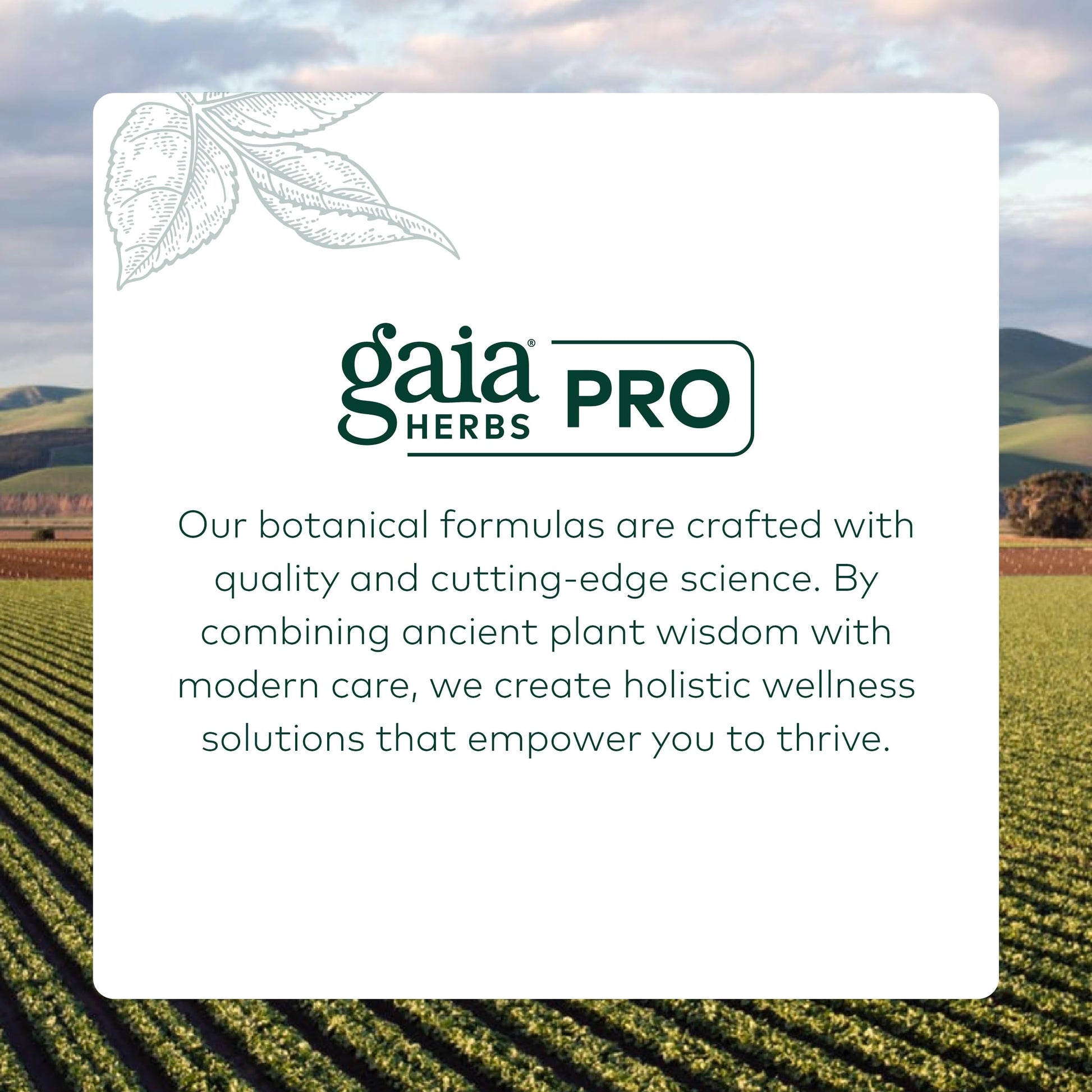 Gaia Herbs Pro Female Hormone Formula PM - Women's Health Supplement for Menopause & Sleep Support - Black Cohosh & St. John's Wort - Vegan, Soy-Free & Gluten-Free - 60 Liquid Phyto-Caps (30 Servings) Gaia Herbs PRO uk supplements