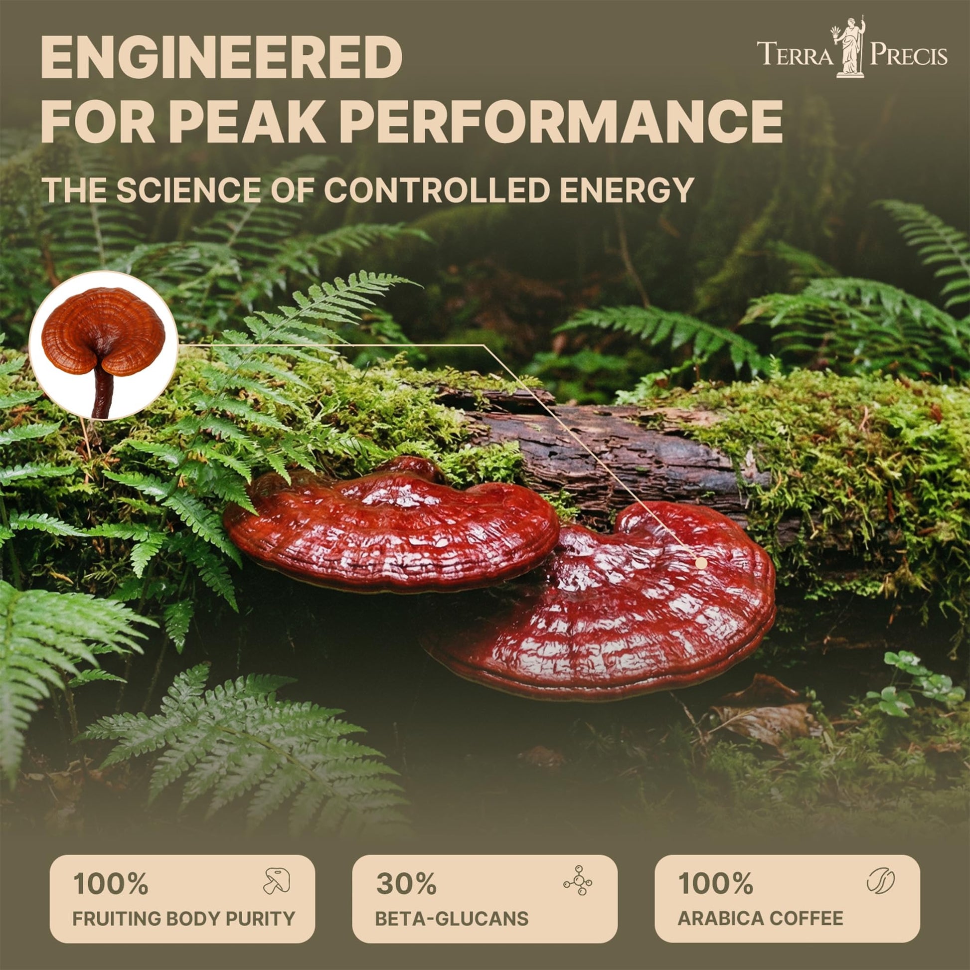 TerraPrecis Mushroom Coffee with 6 Adaptogens Mushrooms Supplement for Organic Lion's Mane&Reishi,Chaga&Other, Instant Coffee with MCT Oil& Arabica for Energy,Focus&Immune Support (30 Servings) TerraPrecis uk supplements