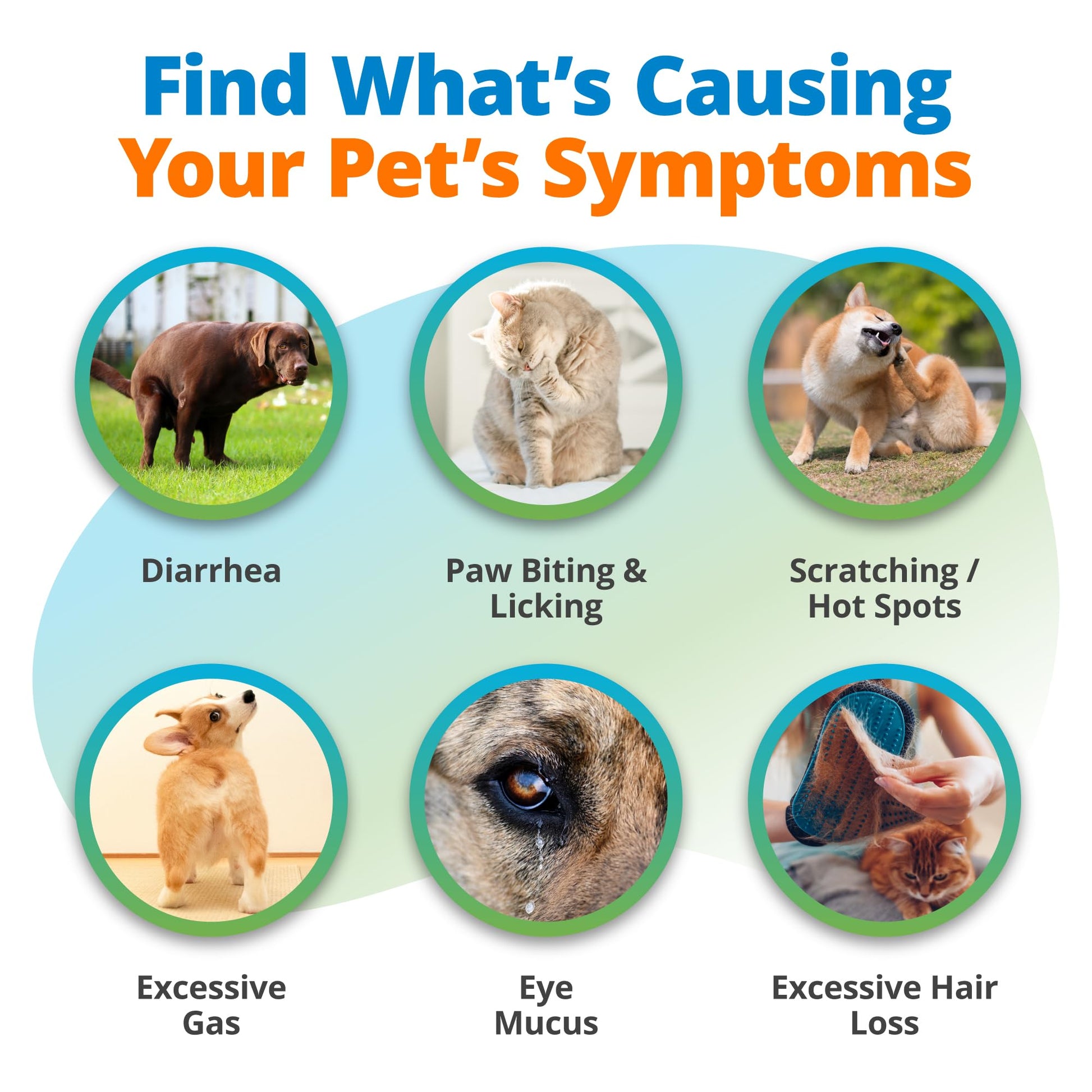 5Strands Raw & Fresh Pet Food Intolerance Test, at Home Gut Health Test for Dogs & Cats, 400+ Raw & Gently Cooked Fresh Food Items Tested, Accurate for All Ages & Breeds, Fast 4 Day Results 5Strands uk supplements