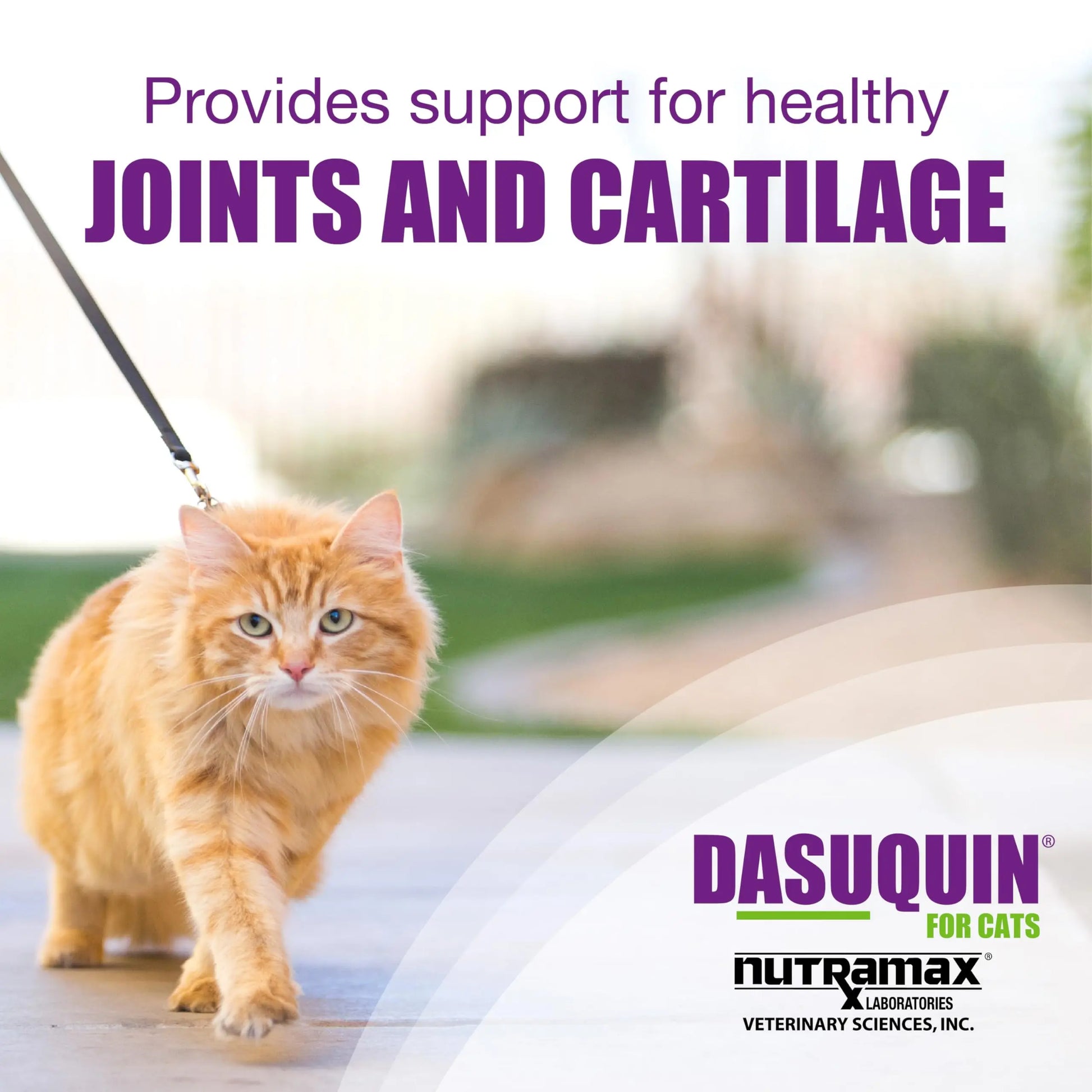 Nutramax Laboratories Dasuquin Joint Health Supplement for Cats - With Glucosamine, Chondroitin, ASU, Boswellia Serrata Extract, and Green Tea Extract, 84 Capsules Nutramax Laboratories uk supplements