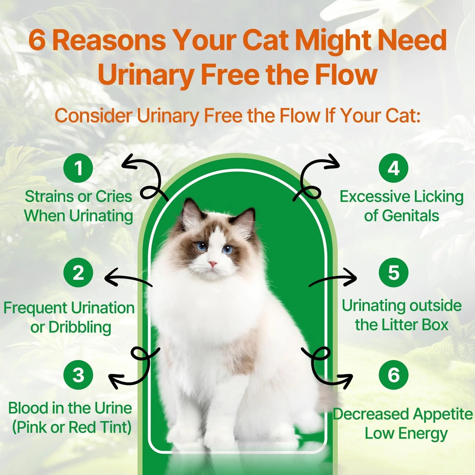 Cat Bladder Remedy for Stones & Crystals, Kidney StonesDissolver forCat- Urinary Free The Flow - Cat Urinary Tract Infection Treatment for Stones, Herbal CatUTI Remedy for Stone Relief & Prevention Qanoreth uk supplements
