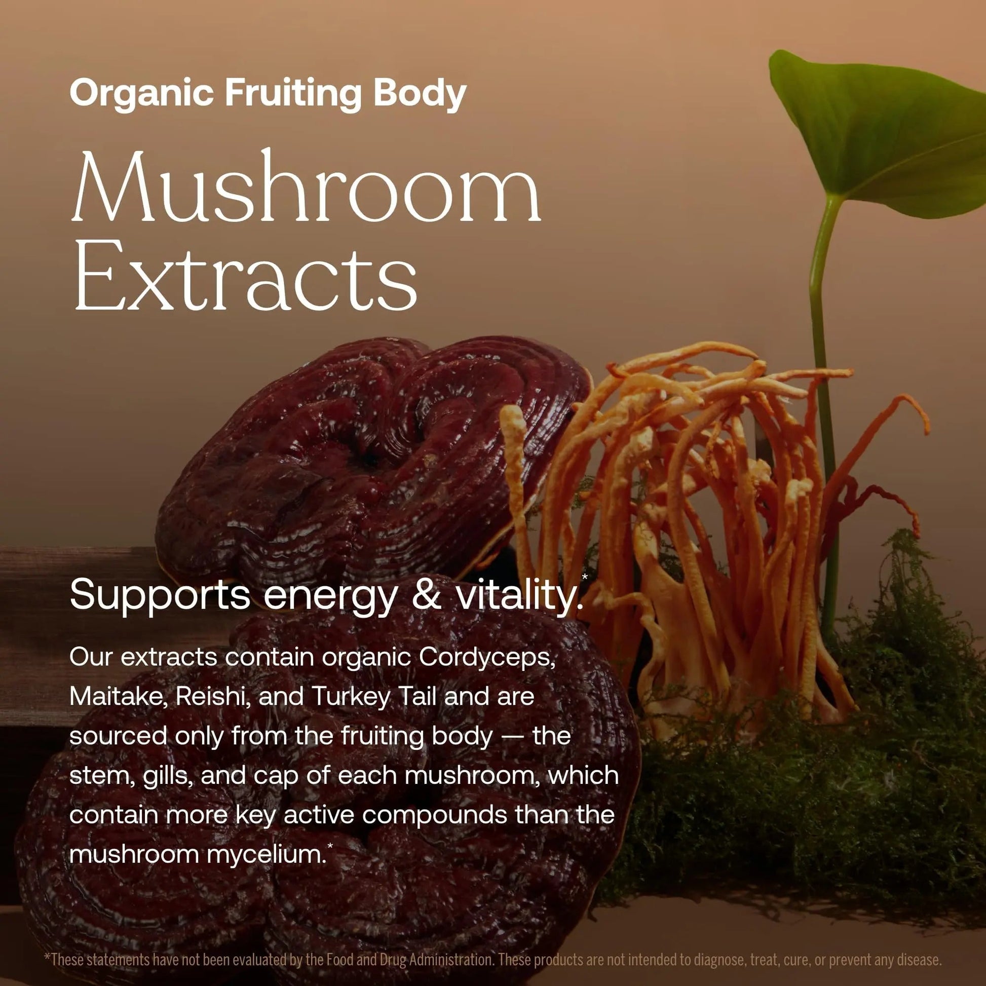 True Grace One Daily Women’s Multivitamin Fermented Minerals, Organic Adaptogens & Mushrooms Whole Body Balance, Immune, Energy, Beauty Support True Grace uk supplements