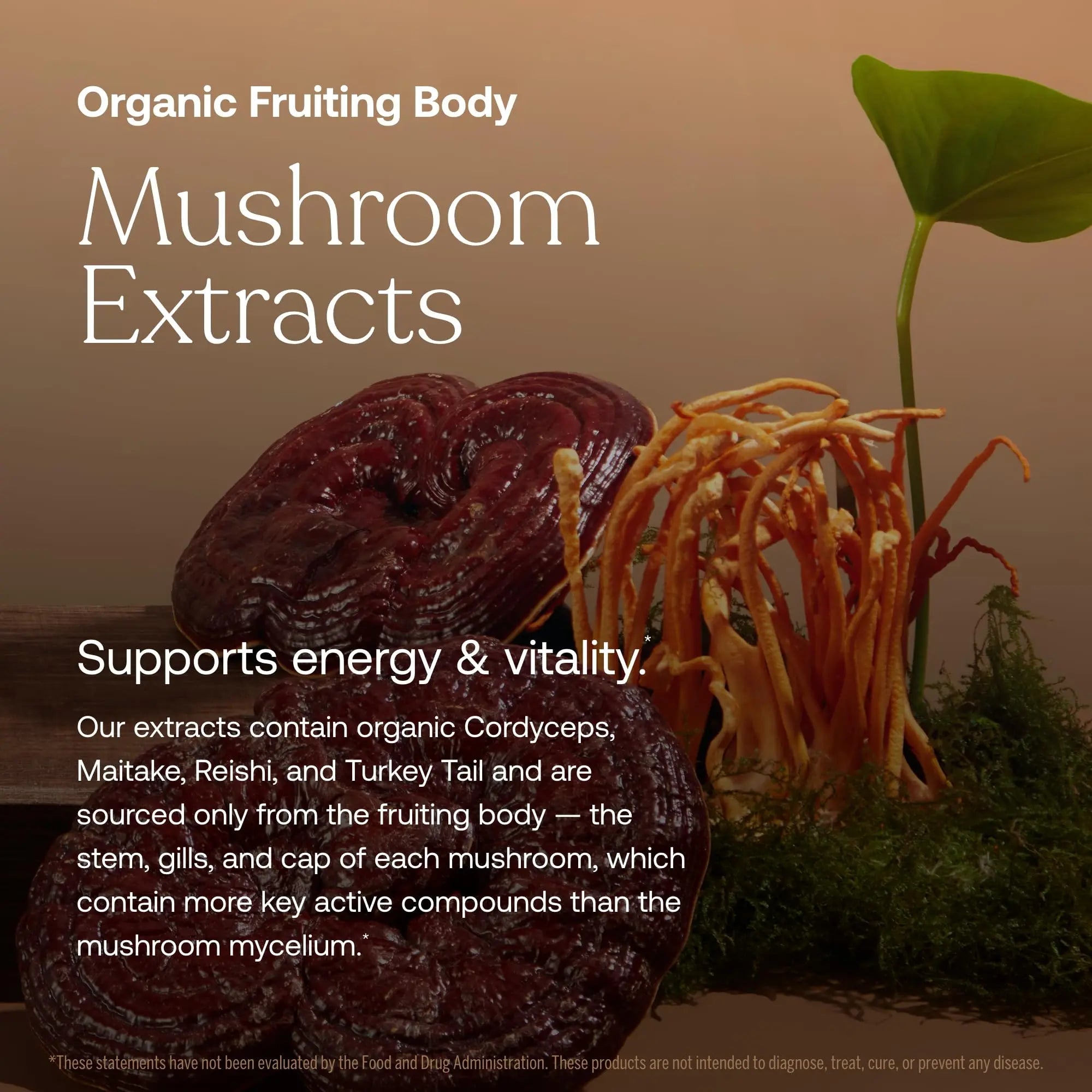 True Grace One Daily Women’s Multivitamin Fermented Minerals, Organic Adaptogens & Mushrooms Whole Body Balance, Immune, Energy, Beauty Support True Grace uk supplements