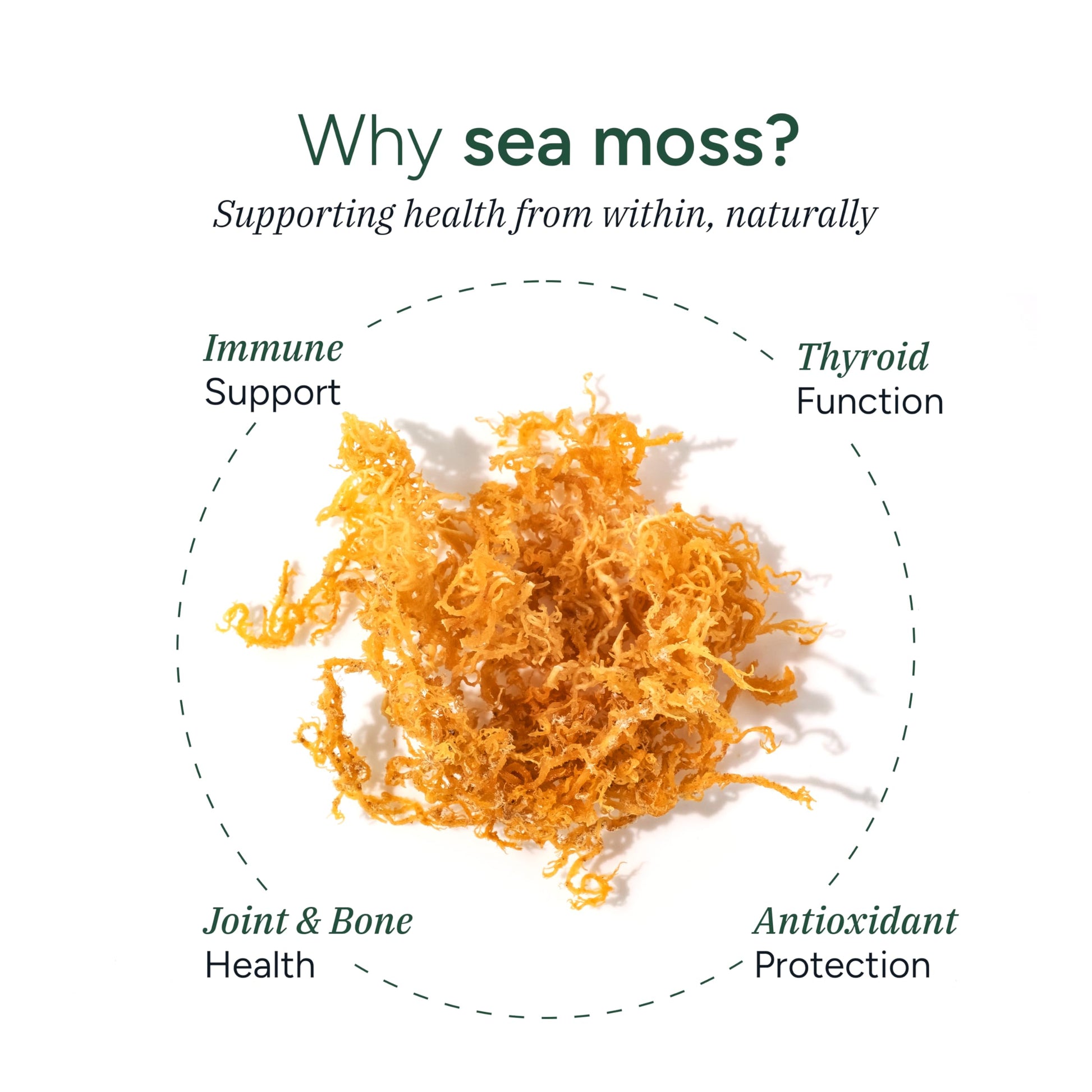ROOT LABS Sea Moss Gummies I 92+ Minerals I Black Seed Oil I KSM 66 Ashwagandha I Lab Tested I No Added Sugar | for Men, Women I Non-GMO I 100% Natural & Organic I 1600 mg I 120 Gummy ROOT LABS uk supplements