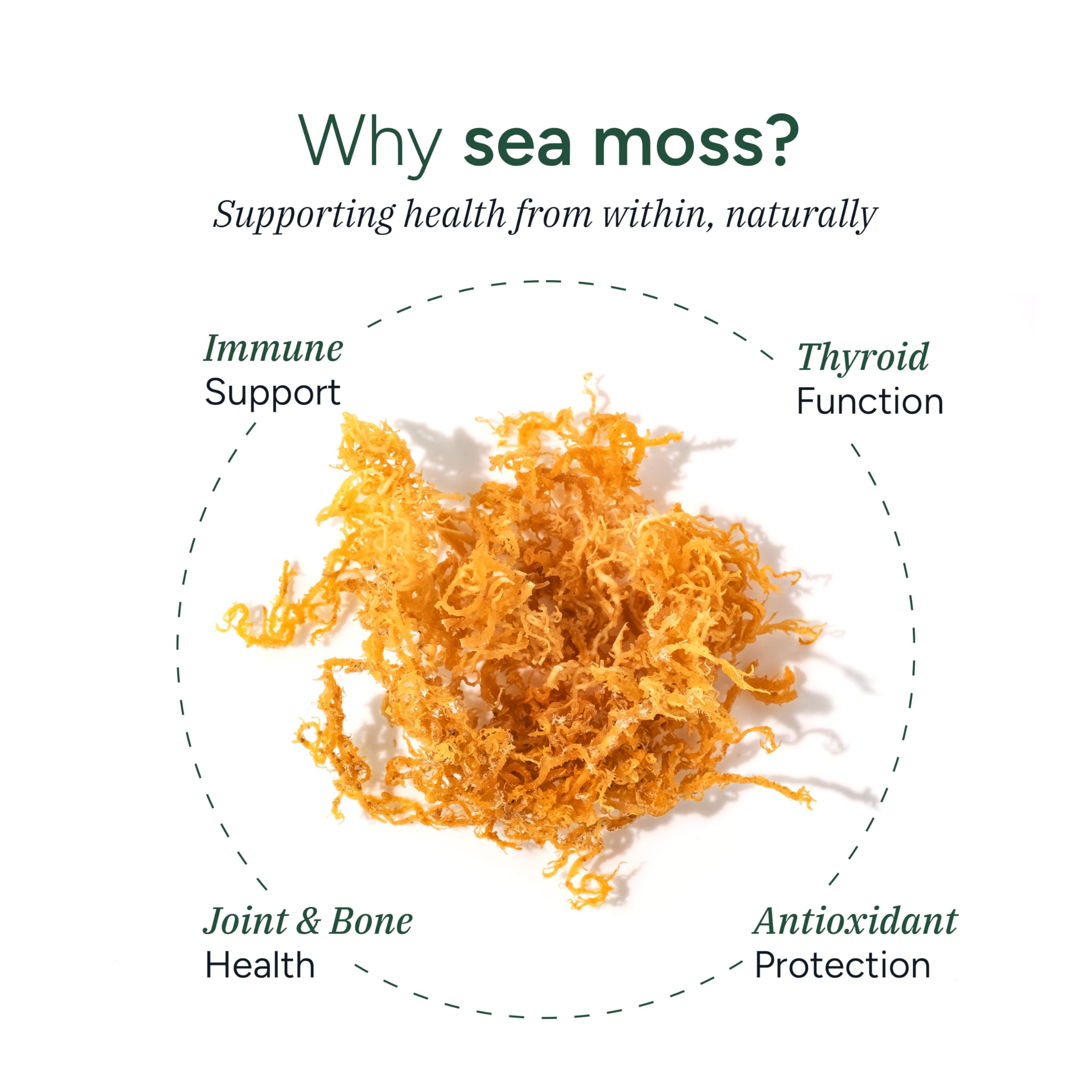 ROOT LABS Sea Moss Gummies I 92+ Minerals I Black Seed Oil I KSM 66 Ashwagandha I Lab Tested I No Added Sugar | for Men, Women I Non-GMO I 100% Natural & Organic I 1600 mg I 120 Gummy ROOT LABS uk supplements