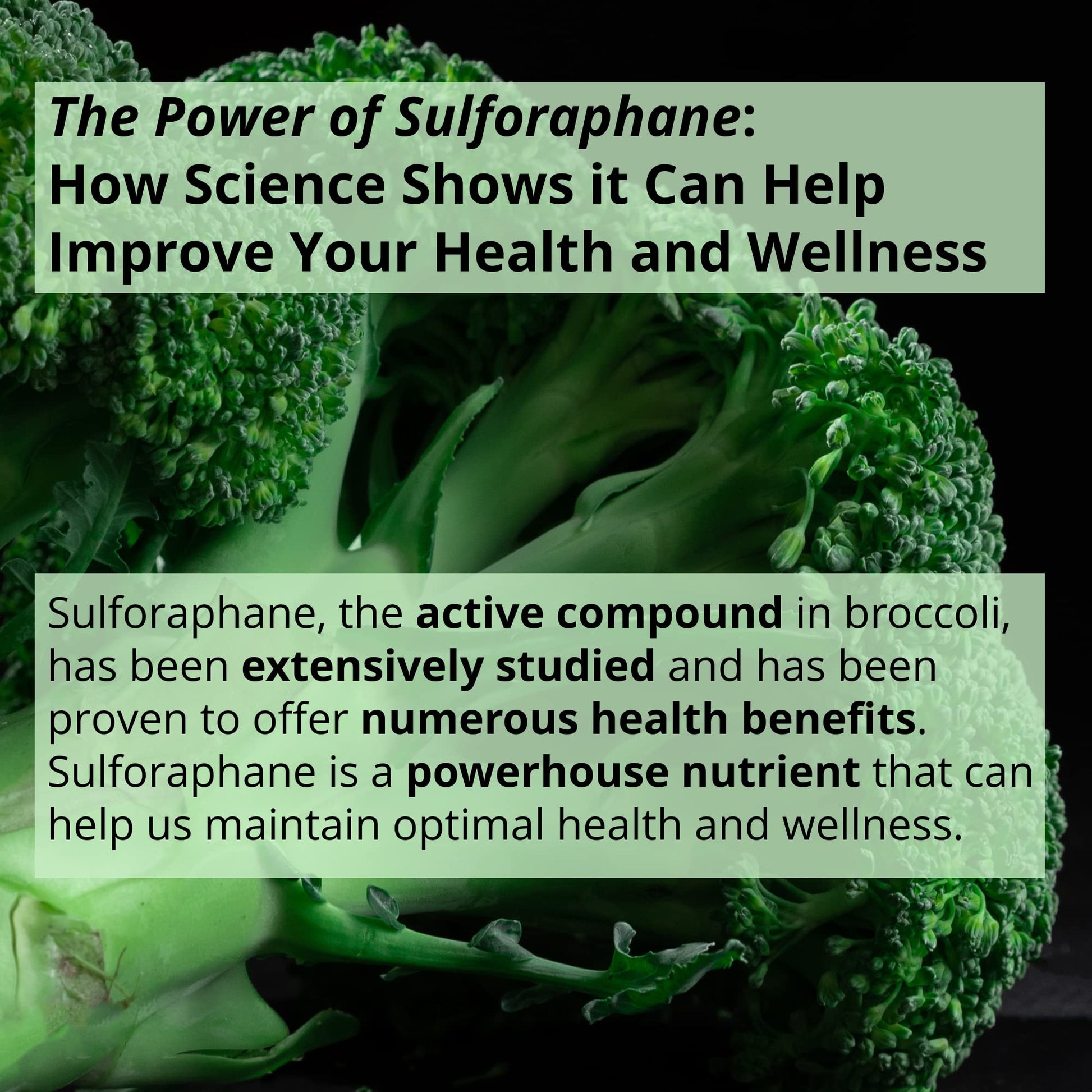 GIGANTIC Sulforaphane + Myrosinase 10mg (120 Capsules) - Includes Vitamin C GIGANTIC uk supplements