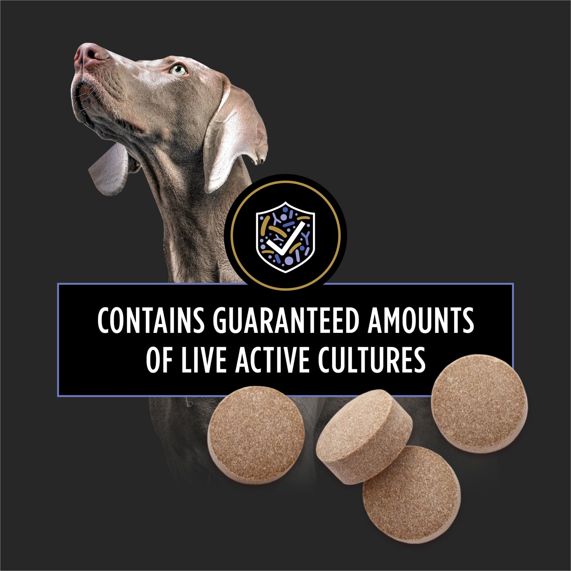 Purina Pro Plan Veterinary Supplements FortiFlora Daily Probiotics for Dogs Chewable Tablets for Digestive Gut Health and Diarrhea - 90 ct. Canister Pro Plan Veterinary Diets uk supplements