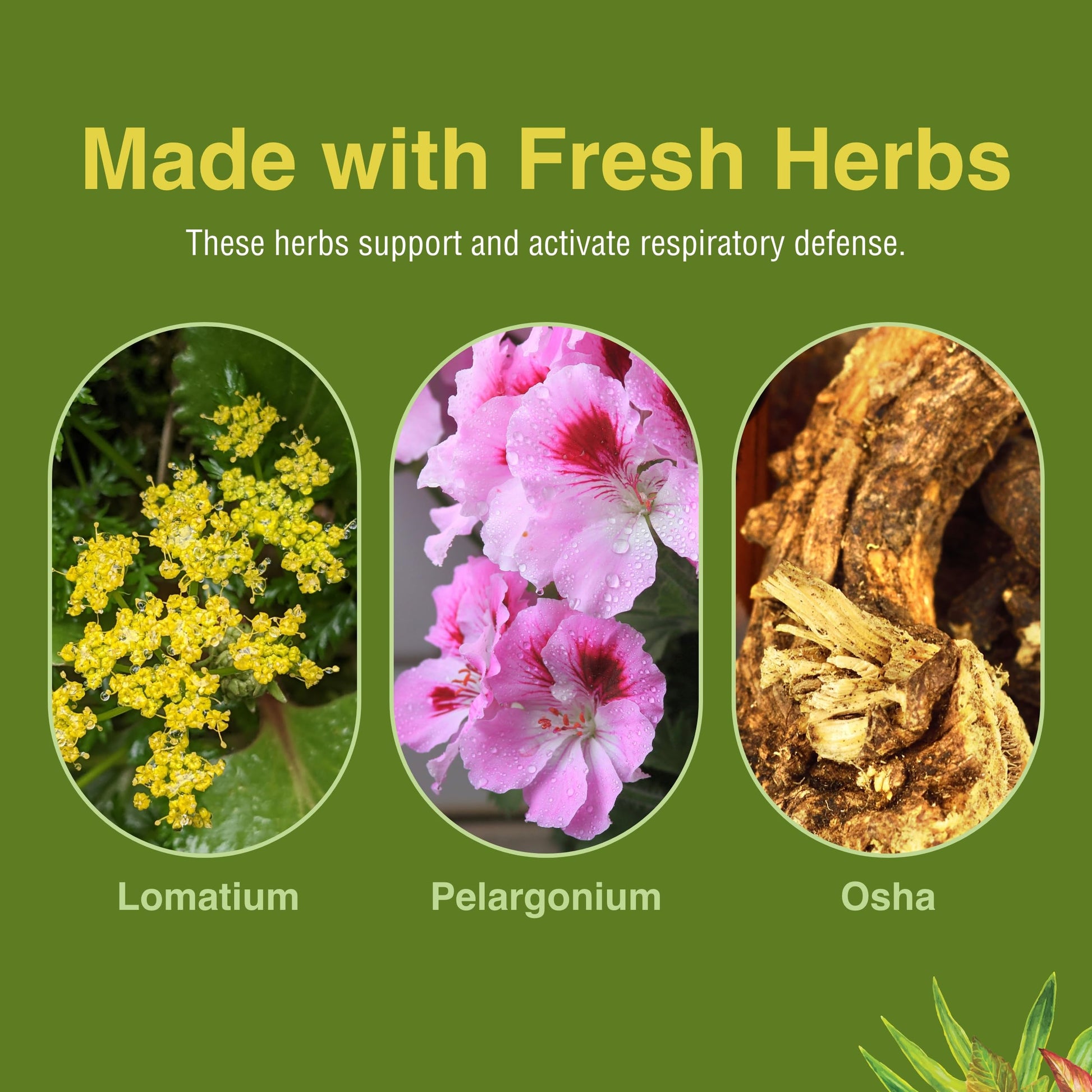 Herbs Etc. Loviral - Lung Health Supplement for Respiratory Defense & Support - Herbal Supplement with Lomatium, Pelargonium & OSHA - Gluten-Free - 60 Softgels (60 Servings) Herbs Etc. uk supplements