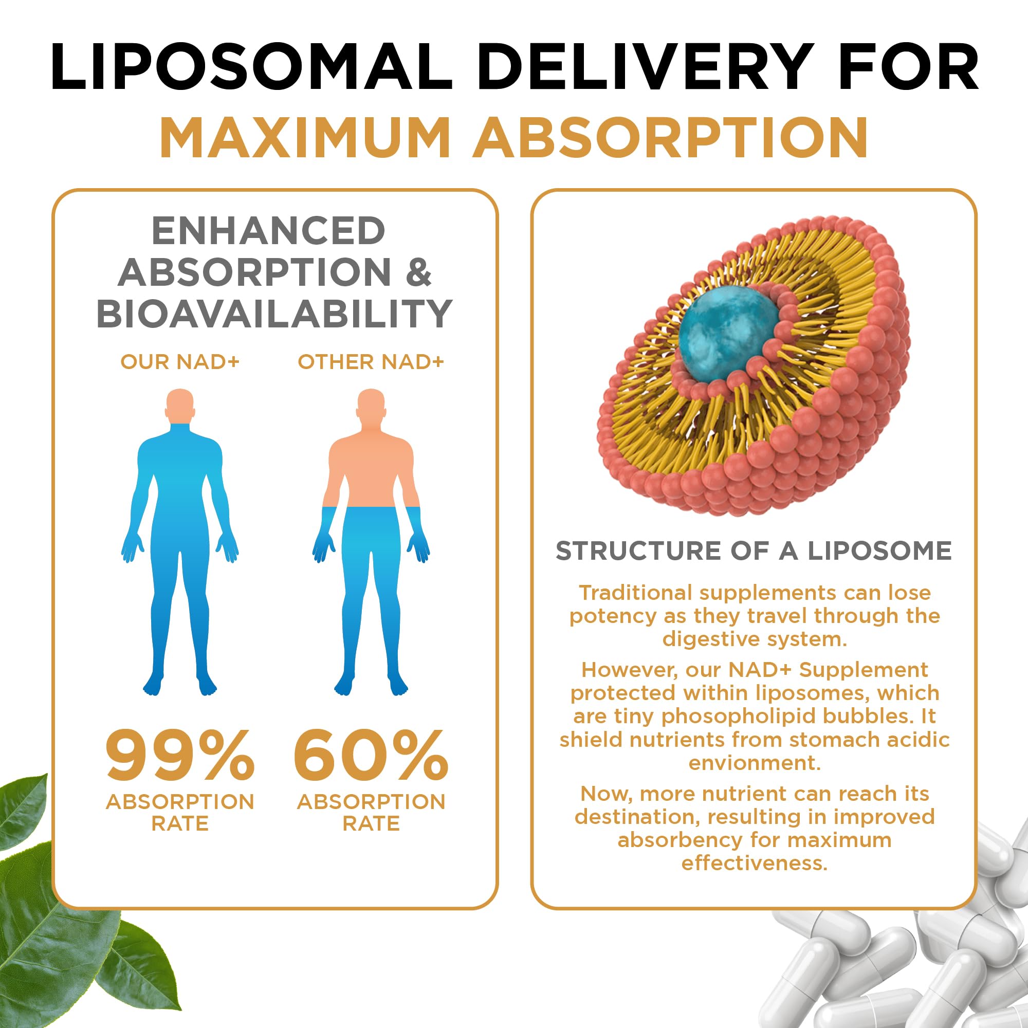 NAD+ Supplement Liposomal Capsules - Max Absorption for Cellular Energy, Healthy Aging, Brain Function & DNA Health - Vegan, Non-GMO, Gluten-Free Supplement - 60 Capsules - Supports NAD Levels AuroraSynth uk supplements