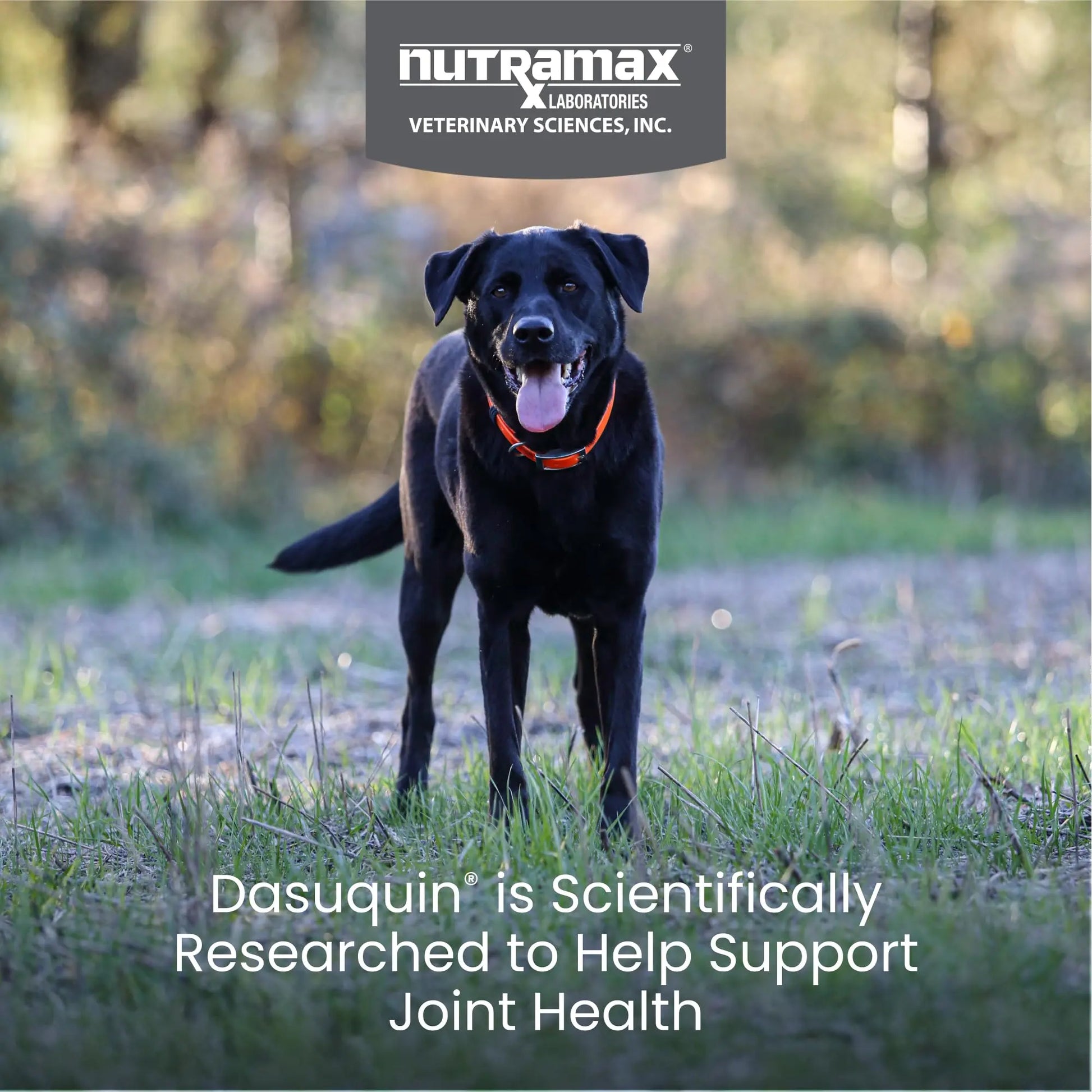 Nutramax Dasuquin for Large Dogs, Joint Health Supplement, Contains Glucosamine for Dogs, Plus Chondroitin, ASU and More, Supports Healthy Joints, Soft Chews, 84 Count Nutramax Laboratories uk supplements