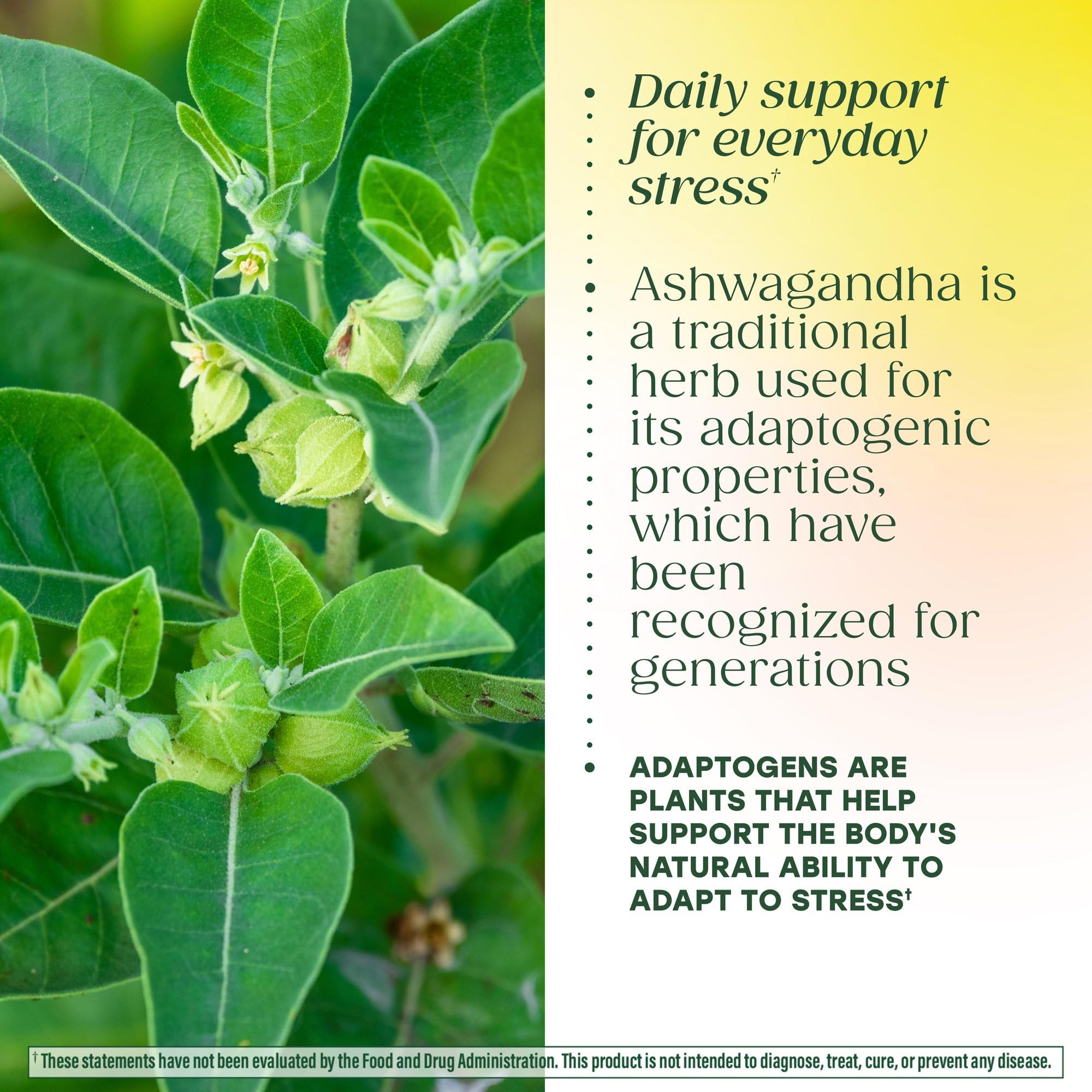 MegaFood Ashwagandha Complex (Formerly Stress Protect) - Ashwagandha Supplements Astragalus Root & Holy Basil - Vegetarian, Gluten Free, Cortisol Supplement - 60 Mini Tablets, 30 Servings MegaFood uk supplements