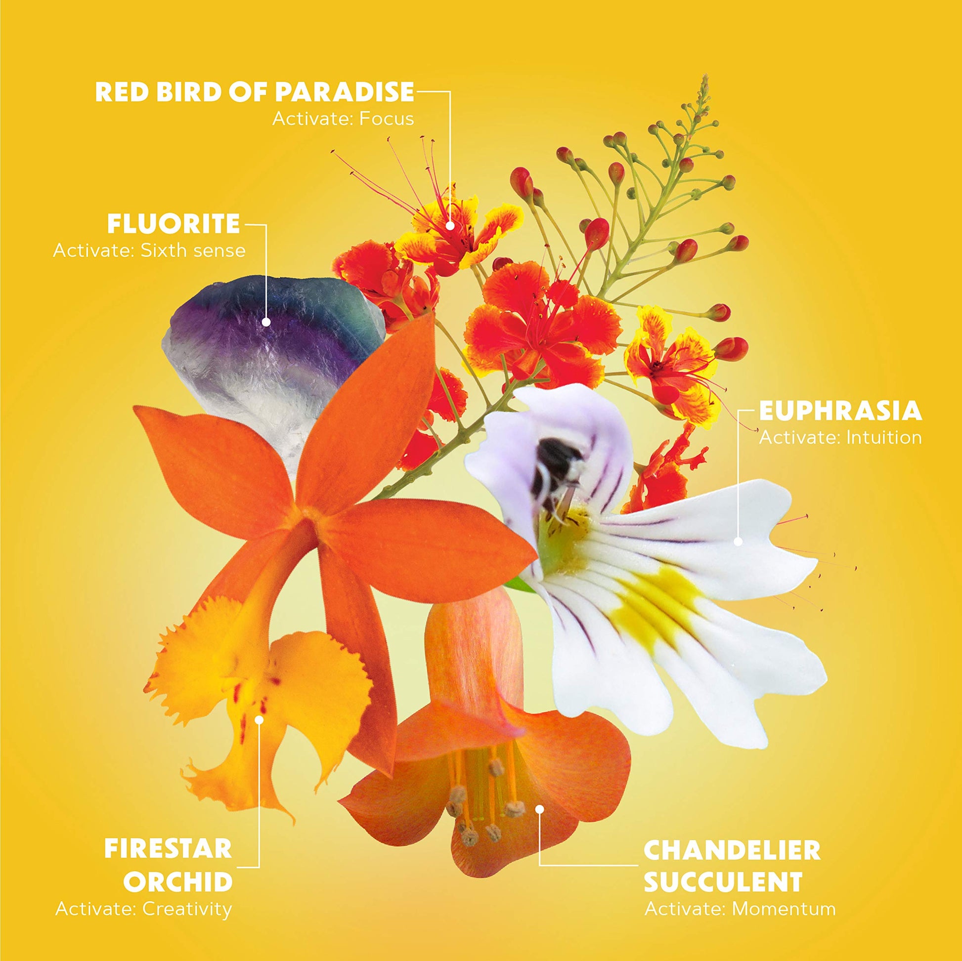 LOTUSWEI Inspired Action Flower Essence Elixir – Enhance Focus, Concentration, Mental Clarity & Creativity – Flower Remedy Supplement LOTUSWEI uk supplements