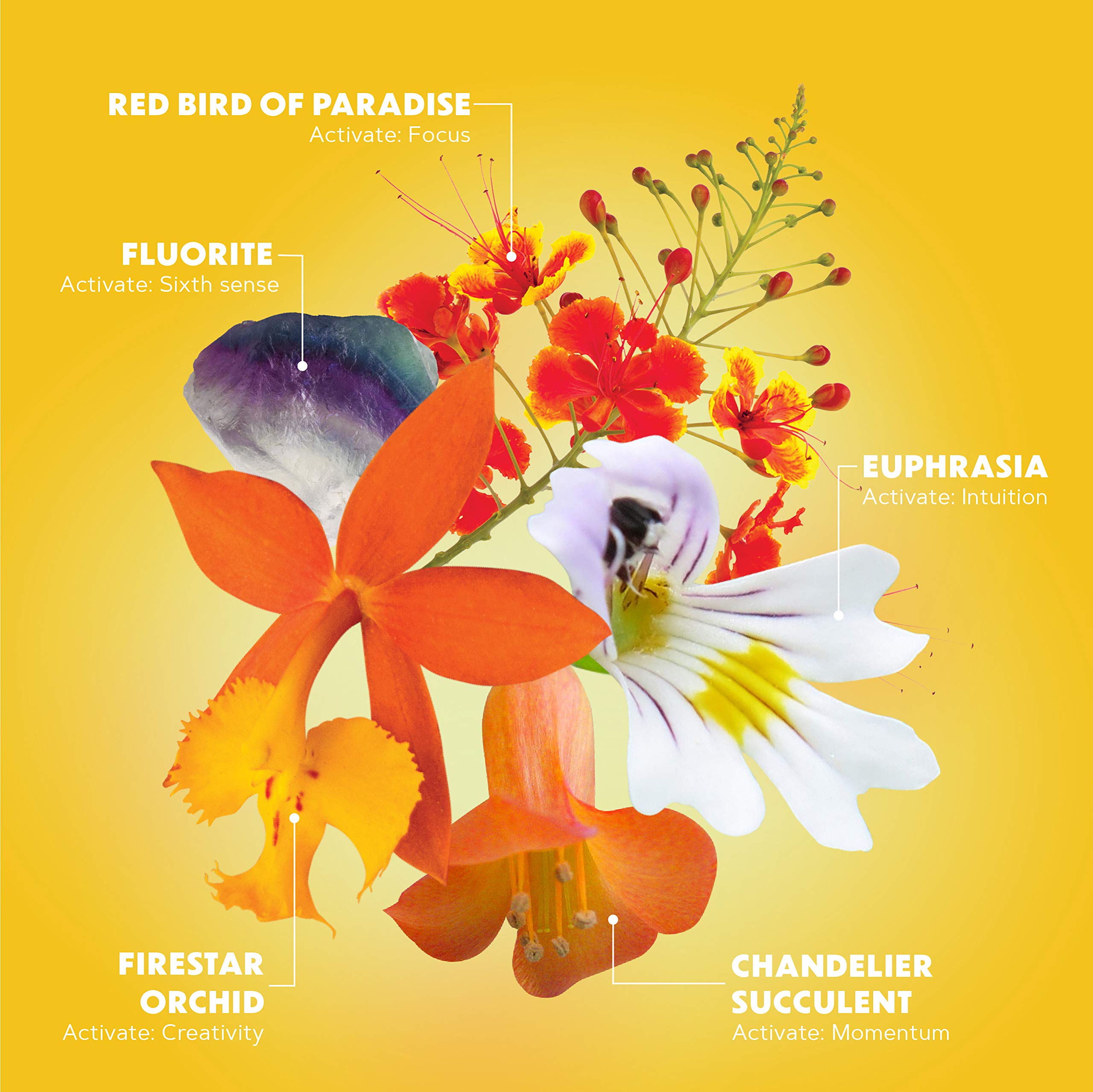 LOTUSWEI Inspired Action Flower Essence Elixir – Enhance Focus, Concentration, Mental Clarity & Creativity – Flower Remedy Supplement LOTUSWEI uk supplements