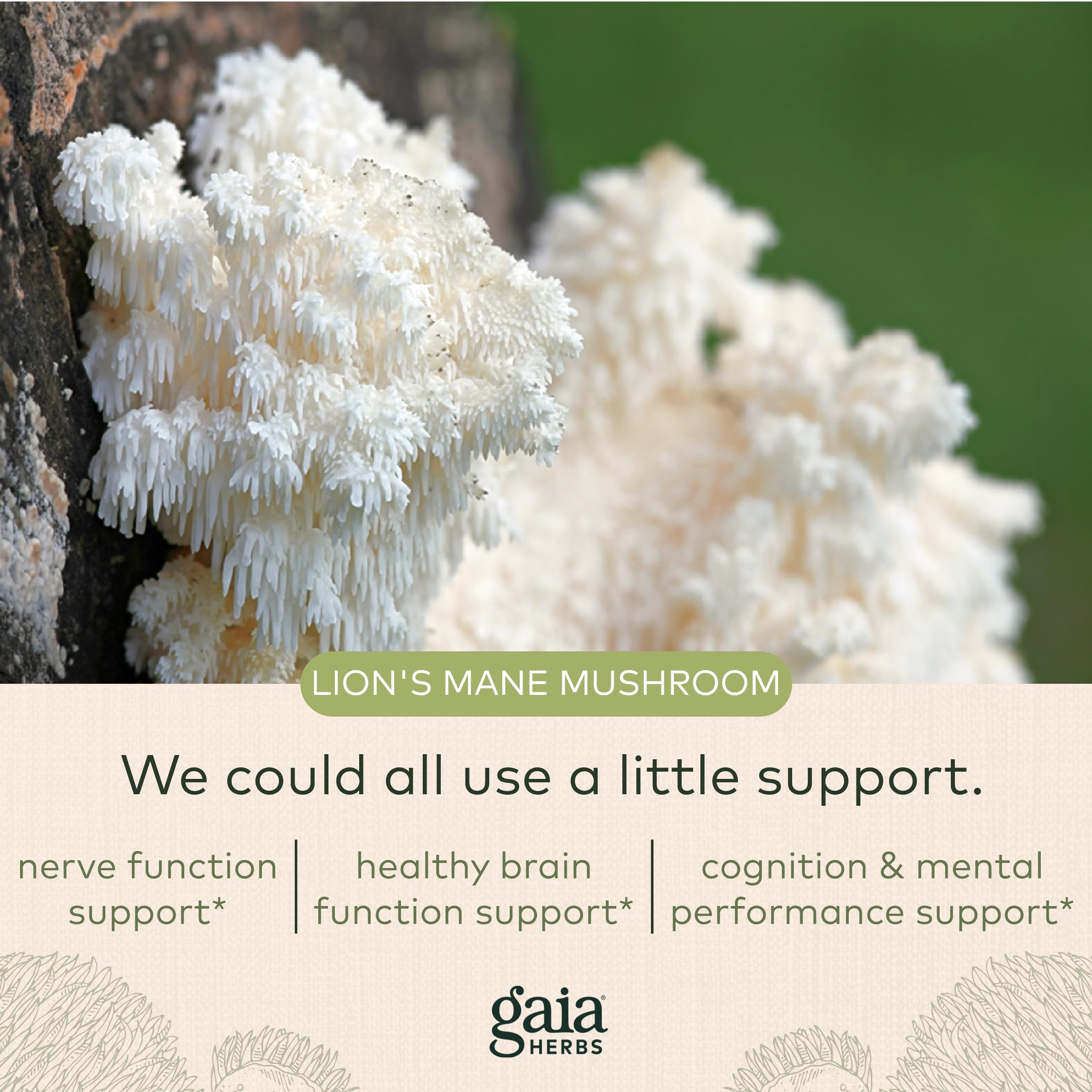 Gaia Herbs Organic Lion’s Mane Mushroom - Brain and Nerve Support Supplement Gaia Herbs uk supplements