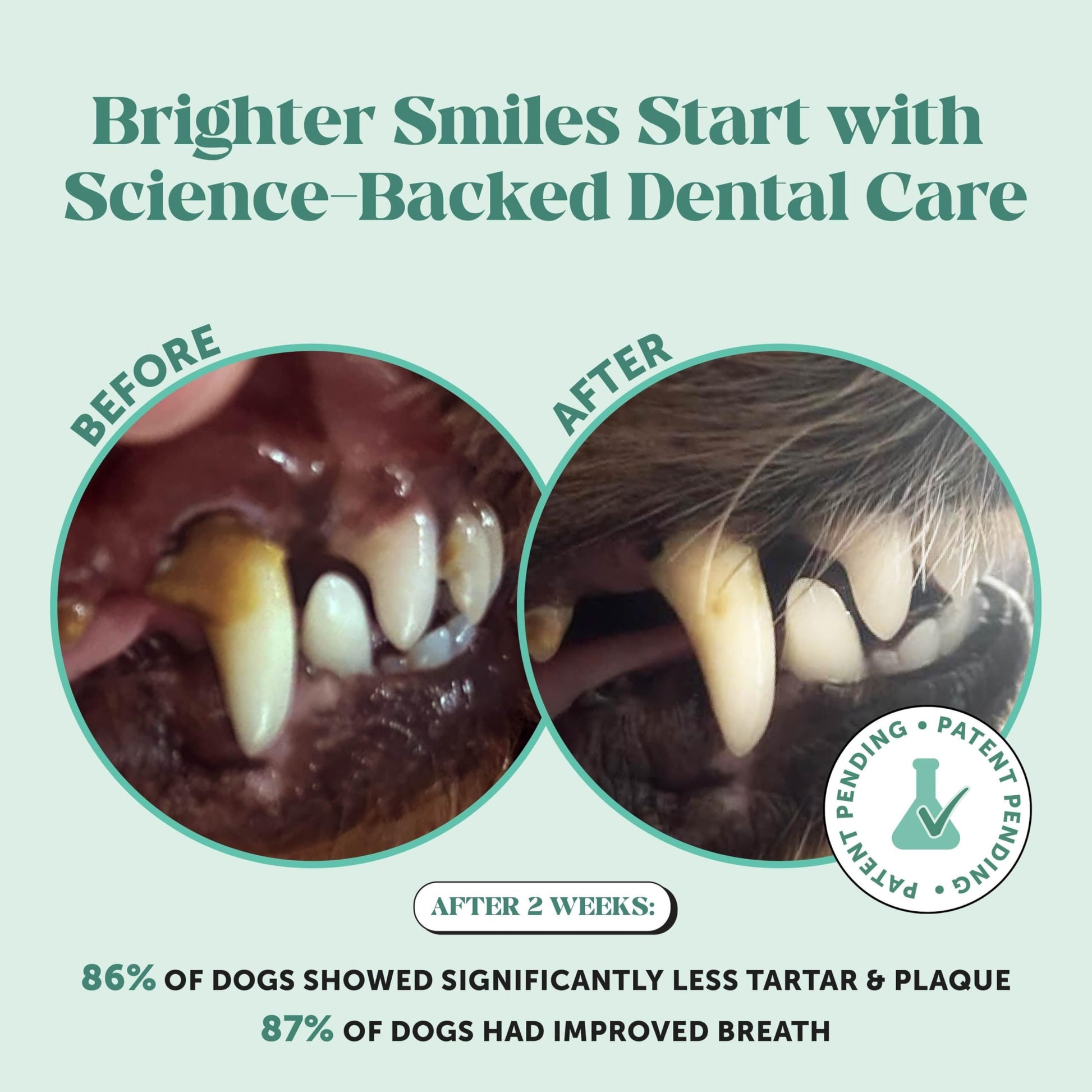 Dog Breath Freshener Dental Powder for Teeth Cleaning Plaque Off, Dental Care for Dogs, Tartar Remover for Teeth with Natural Herbal Blend + Postbiotics (Mint - 30 Servings) Pet Honesty uk supplements