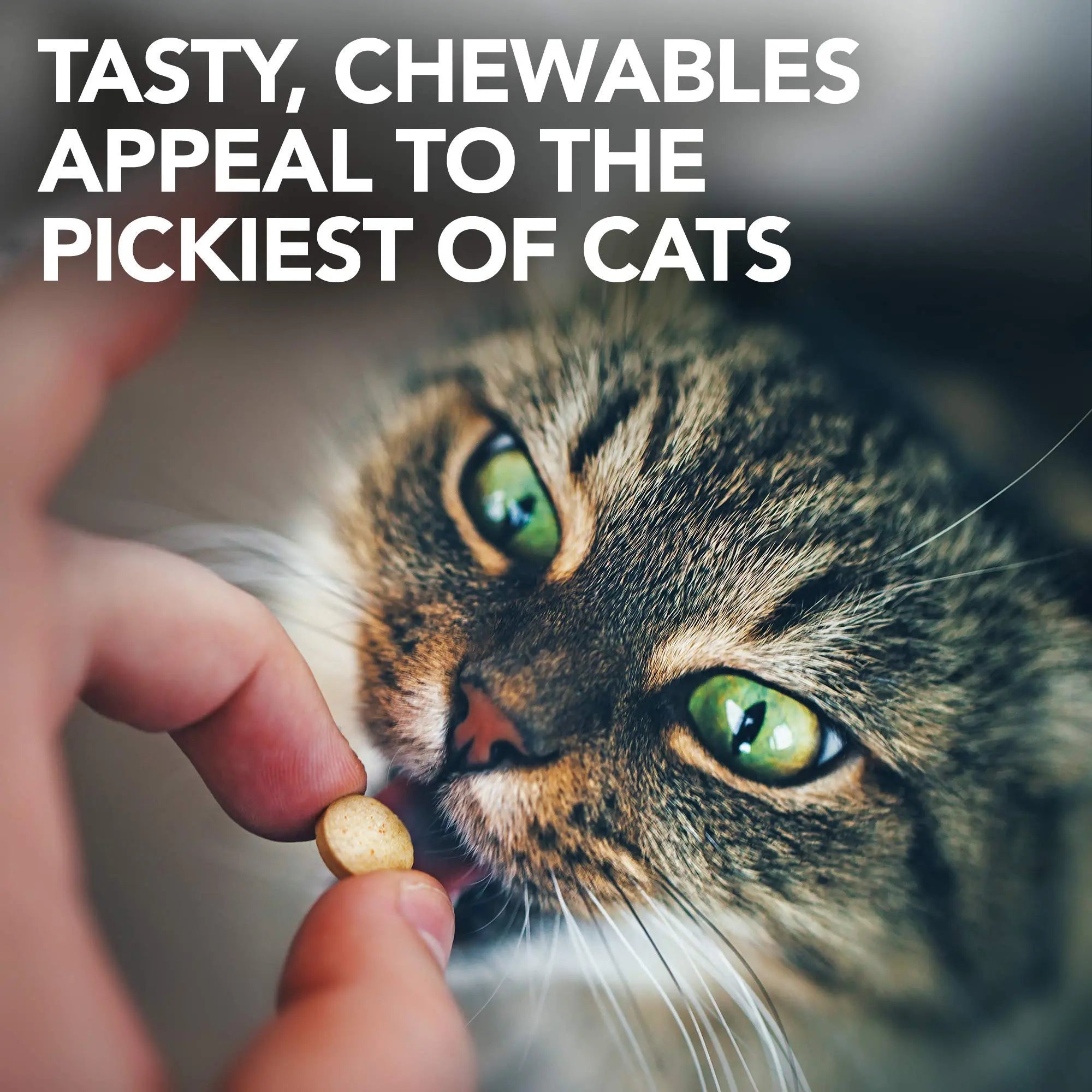 Vet's Best Cat Urinary Supplement, Urinary Tract Support Chewable for Cats, Supports A Healthy Urinary Tract in Cats, 60 Chewable Tablets Vet's Best uk supplements