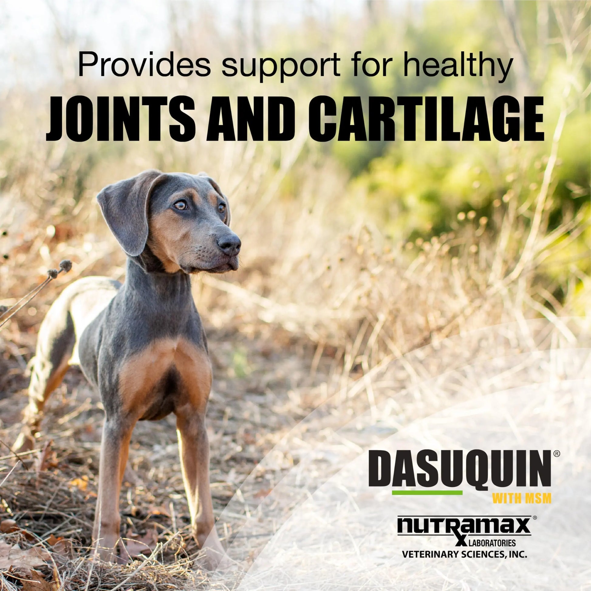Nutramax Dasuquin for Small to Medium Dogs, Joint Health Supplement, Contains Glucosamine for Dogs, Plus Chondroitin, ASU, MSM and More, Supports Healthy Joints, Chewable Tablets, 84 Count Nutramax Laboratories uk supplements