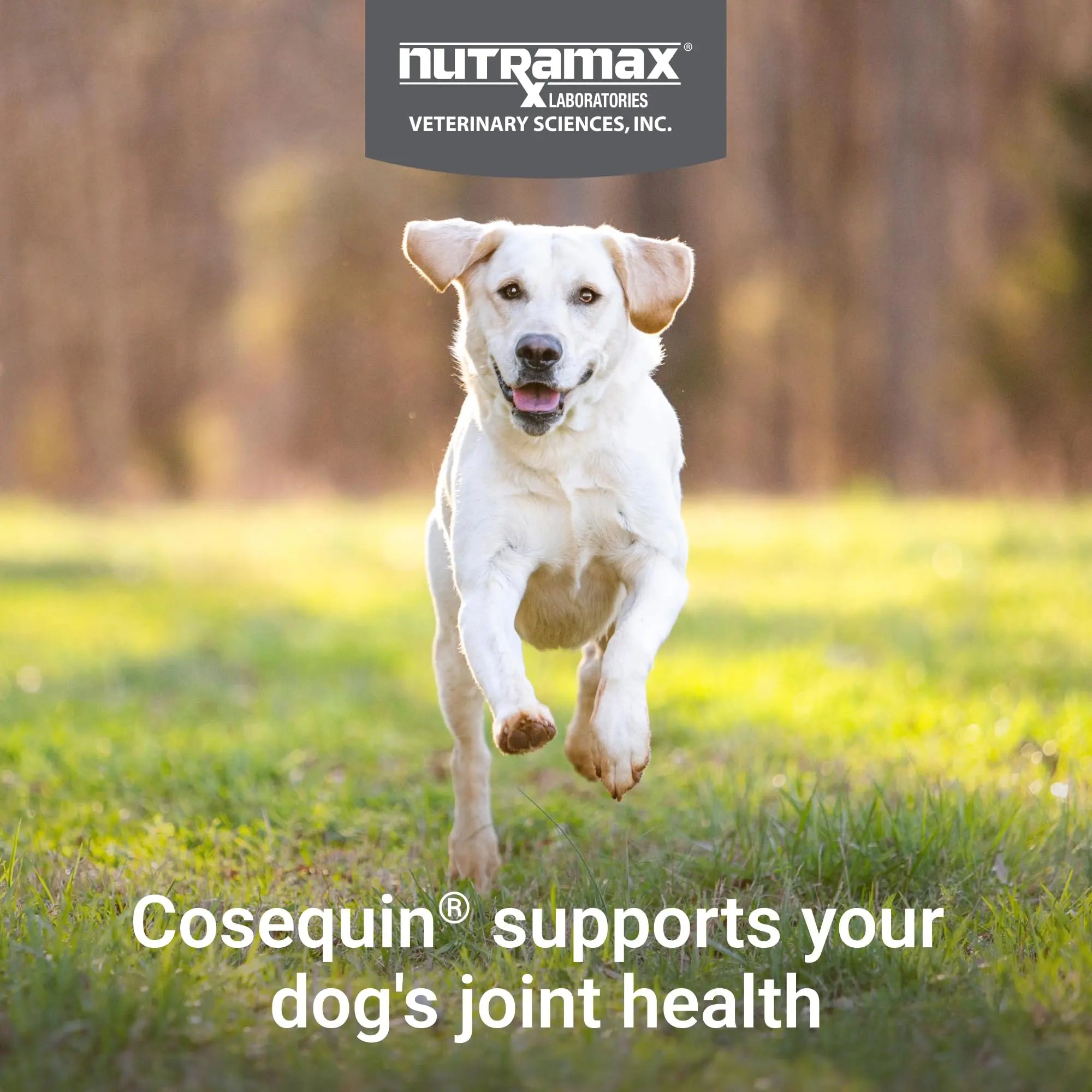 Nutramax Cosequin for Dogs Joint Health Supplement, Contains Glucosamine for Dogs, Chondroitin, MSM and Omega-3s, Supports Joint and Skin and Coat Health, Soft Chews, 60 Count Nutramax Laboratories uk supplements