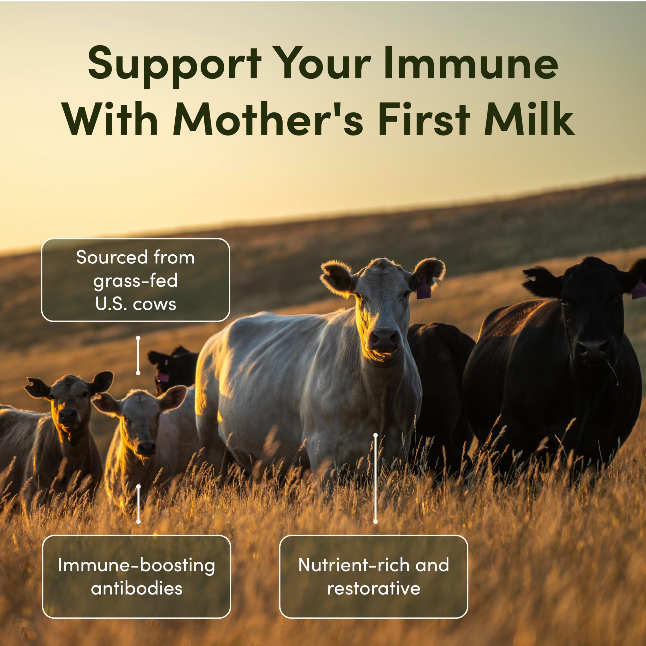 Rhea Bovine Colostrum Supplement for Women, Colostrum Capsules for Gut Health, Digestion, Bloating, Beauty, Immune Support, Bovine Colostrum for Humans, Colostrum Pills (60caps) RHEASILVIA uk supplements