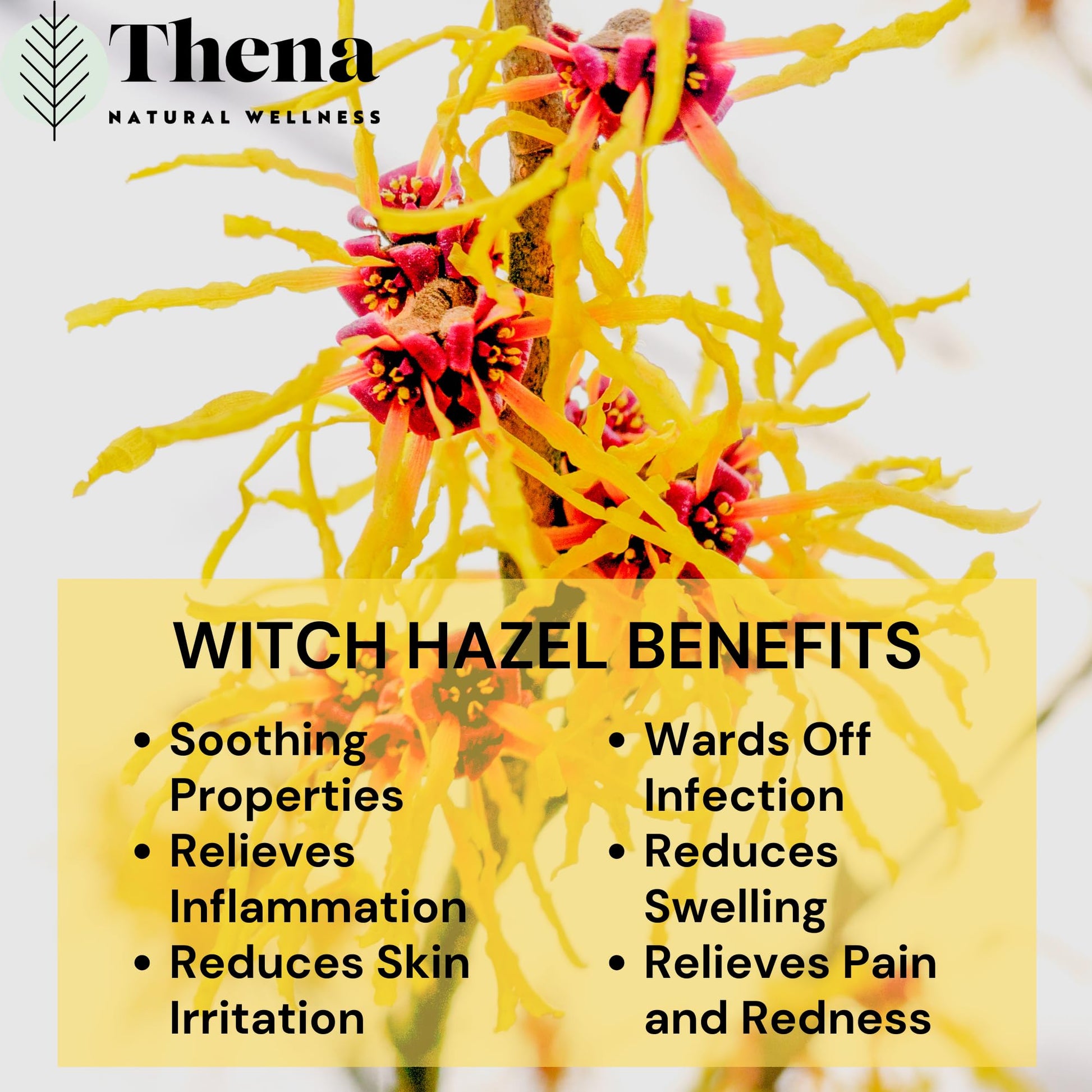 Intense Hemorrhoid Treatment Natural Hemorrhoid Relief Cream, Max Strength Herbal Anal Fissure Relief Ointment with Organic Witch Hazel for Postpartum Piles, Best with Thena Sitz Bath Soak Women Men THENA Natural Wellness uk supplements