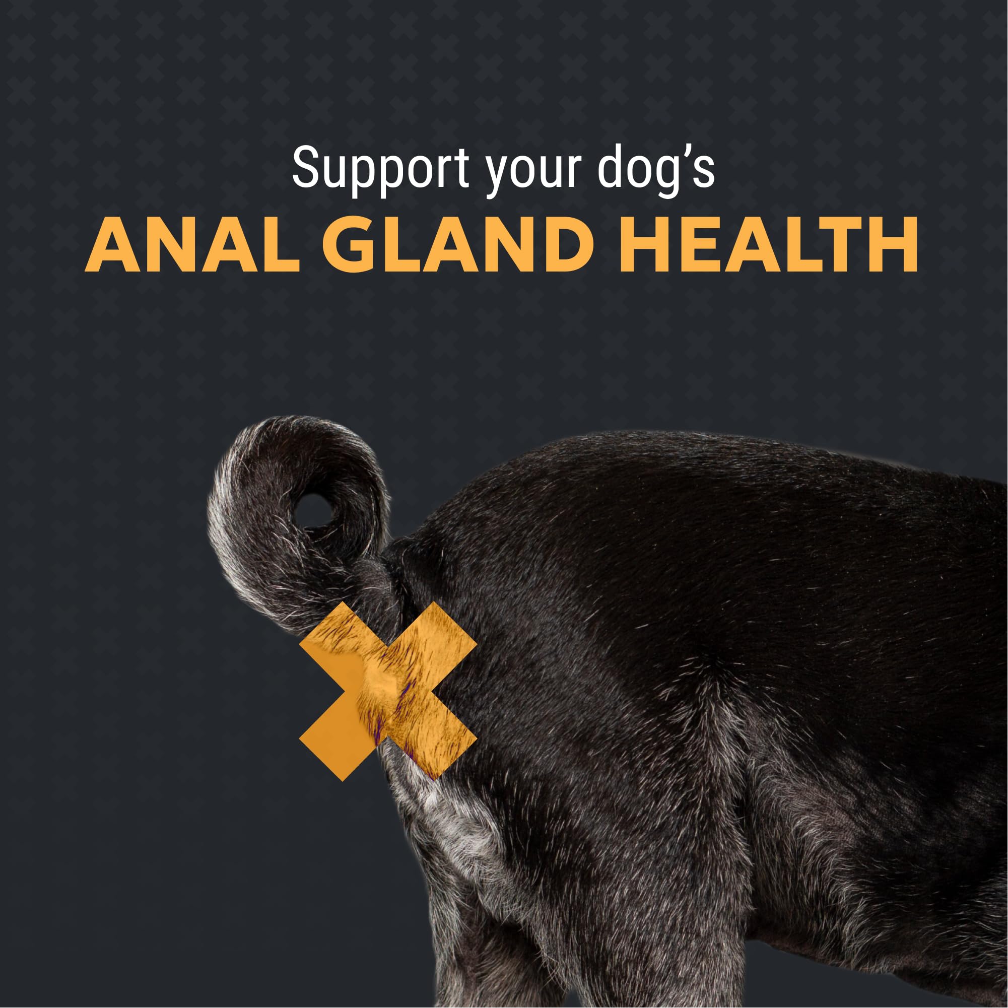 Nutramax Filaquin Anal Gland Supplement for Dogs, from The Same Company as Cosequin & Proviable, with Pre & Postbiotics and Psyllium Husk Fiber to Support Anal Gland Health, 90 Count Soft Chews Nutramax Laboratories uk supplements