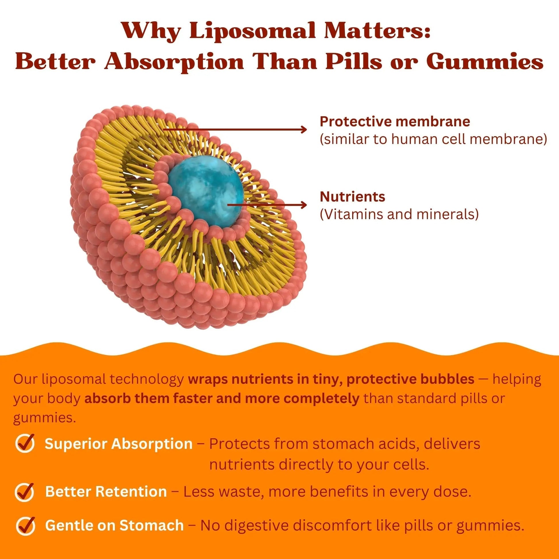 Vitaminally Women’s 50+ Liposomal Liquid Multivitamin – 16 Essential Vitamins & Minerals for Energy, Bone & Immune Support Vitaminally uk supplements