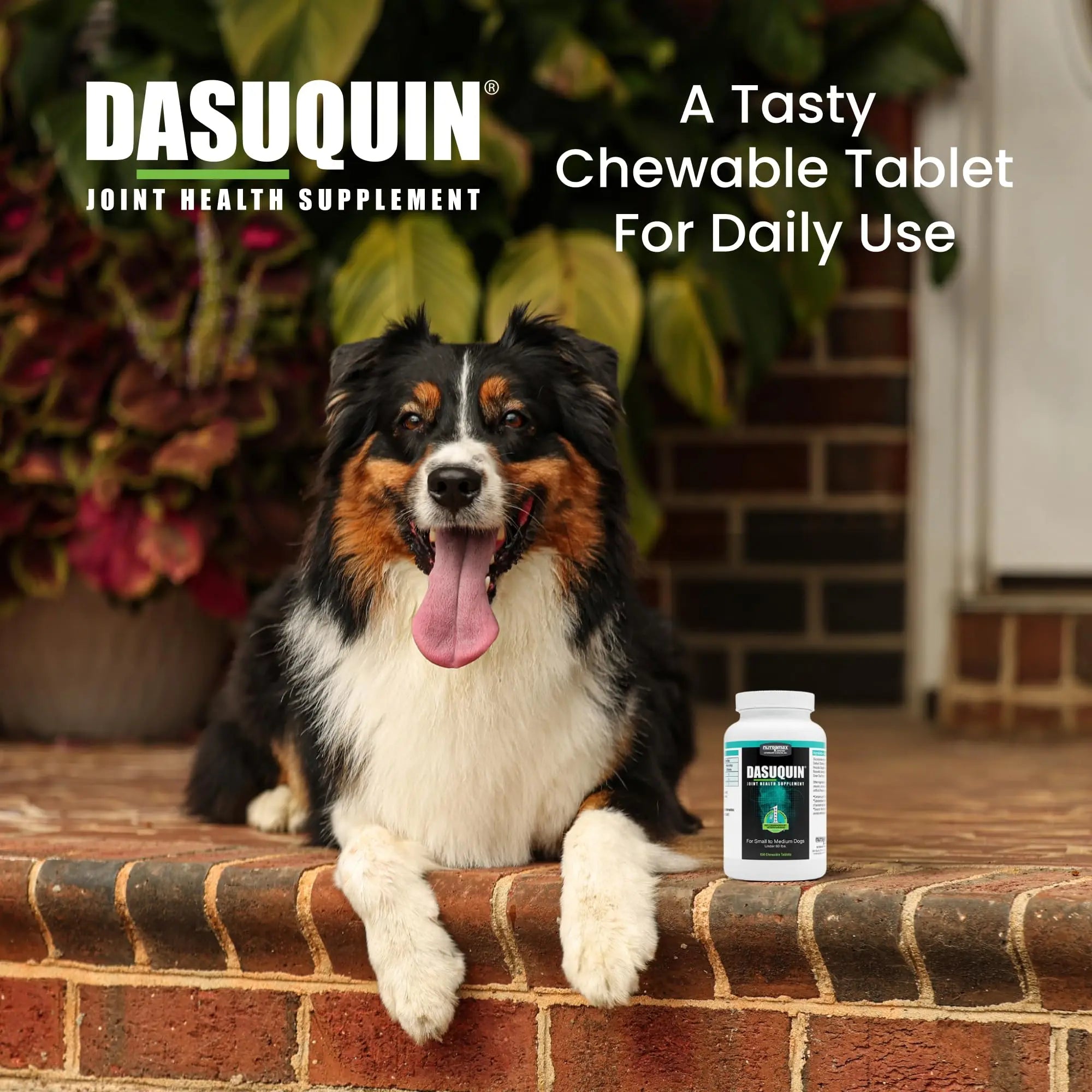 Nutramax Dasuquin for Small to Medium Dogs, Joint Health Supplement, Contains Glucosamine for Dogs, Plus Chondroitin, ASU and More, Supports Healthy Joints, Chewable Tablets, 150 Count Nutramax Laboratories uk supplements